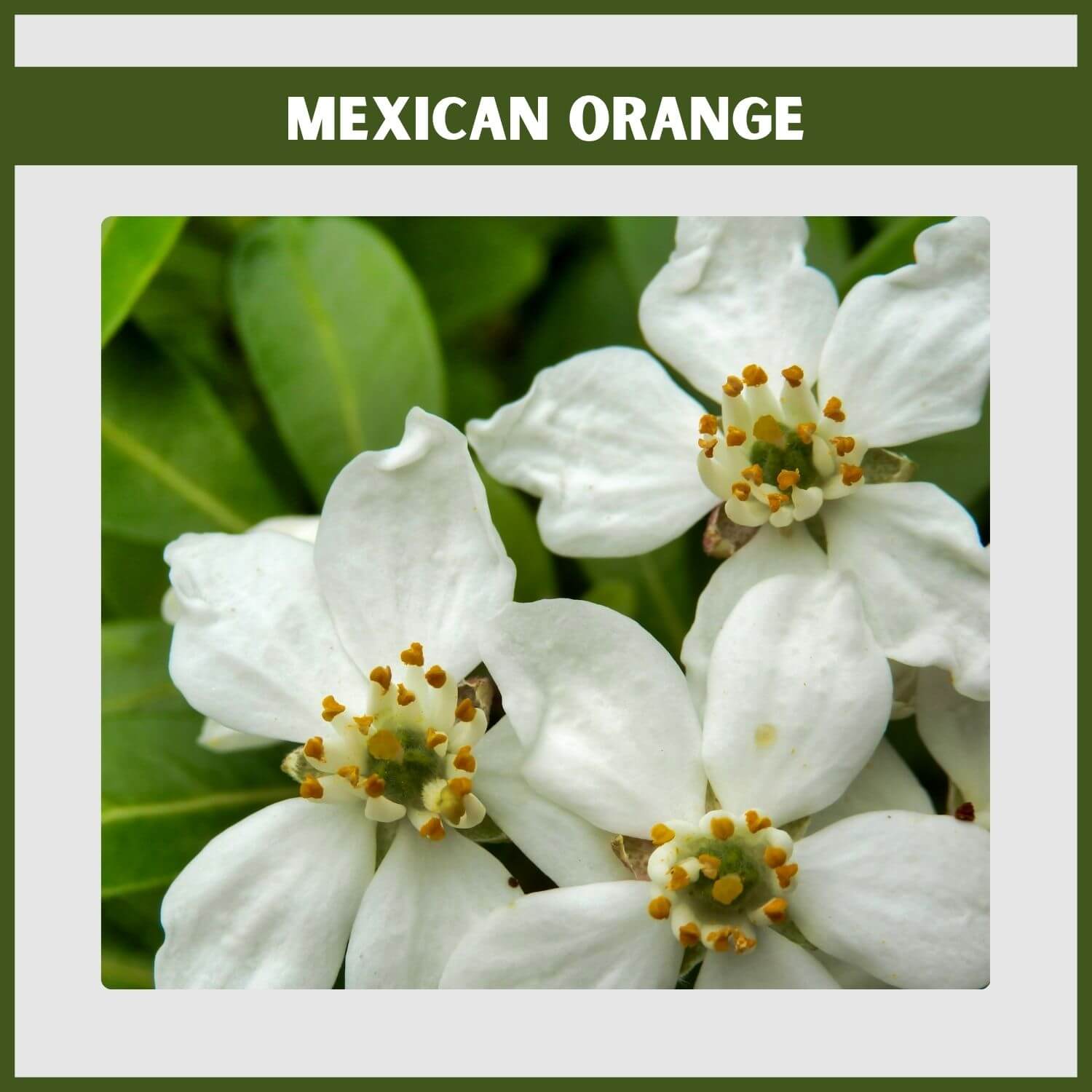 Fragrant white flowers on a Mexican Orange shrub, a reliable evergreen
