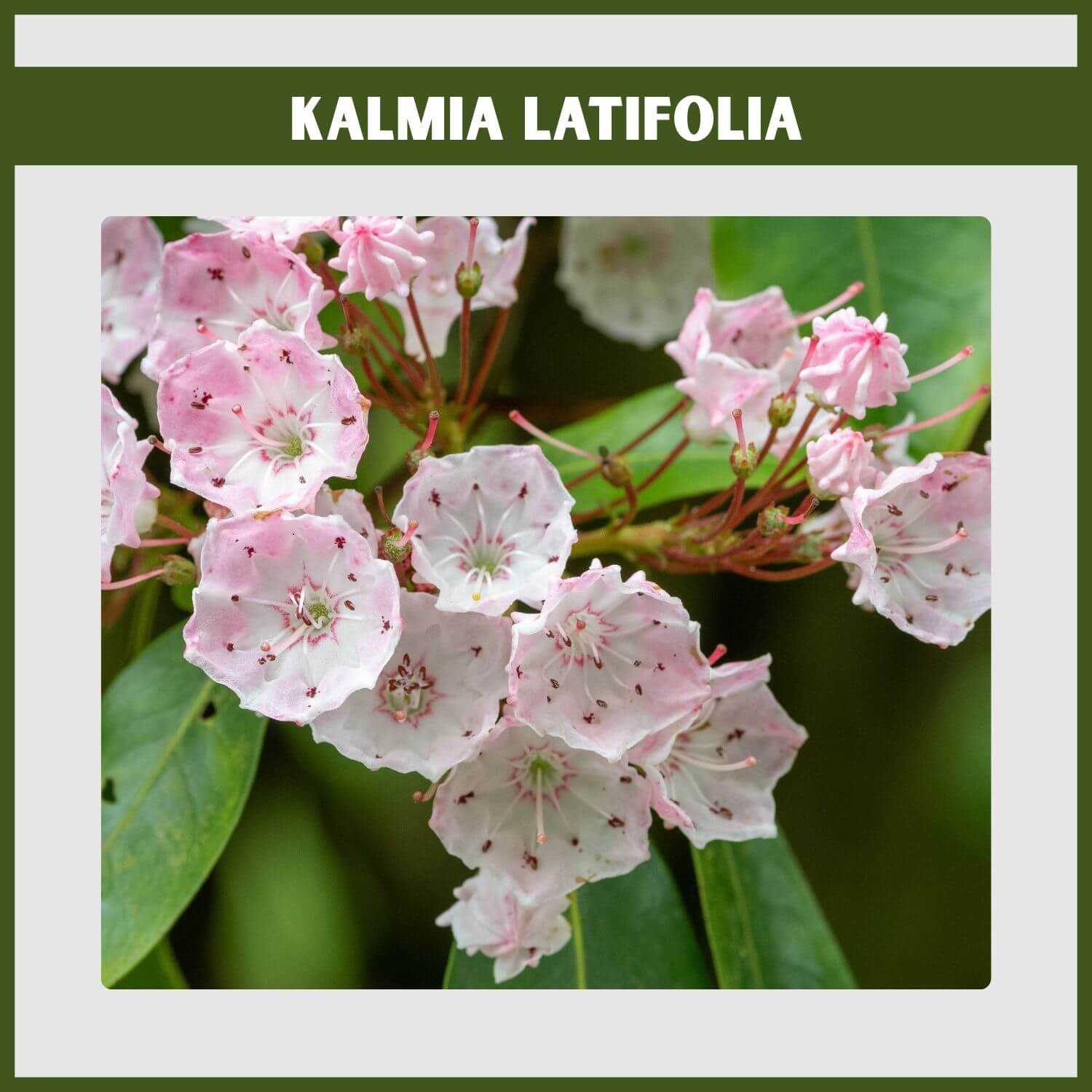 The intricate, cup-shaped pink and white flowers of a native Mountain Laurel shrub