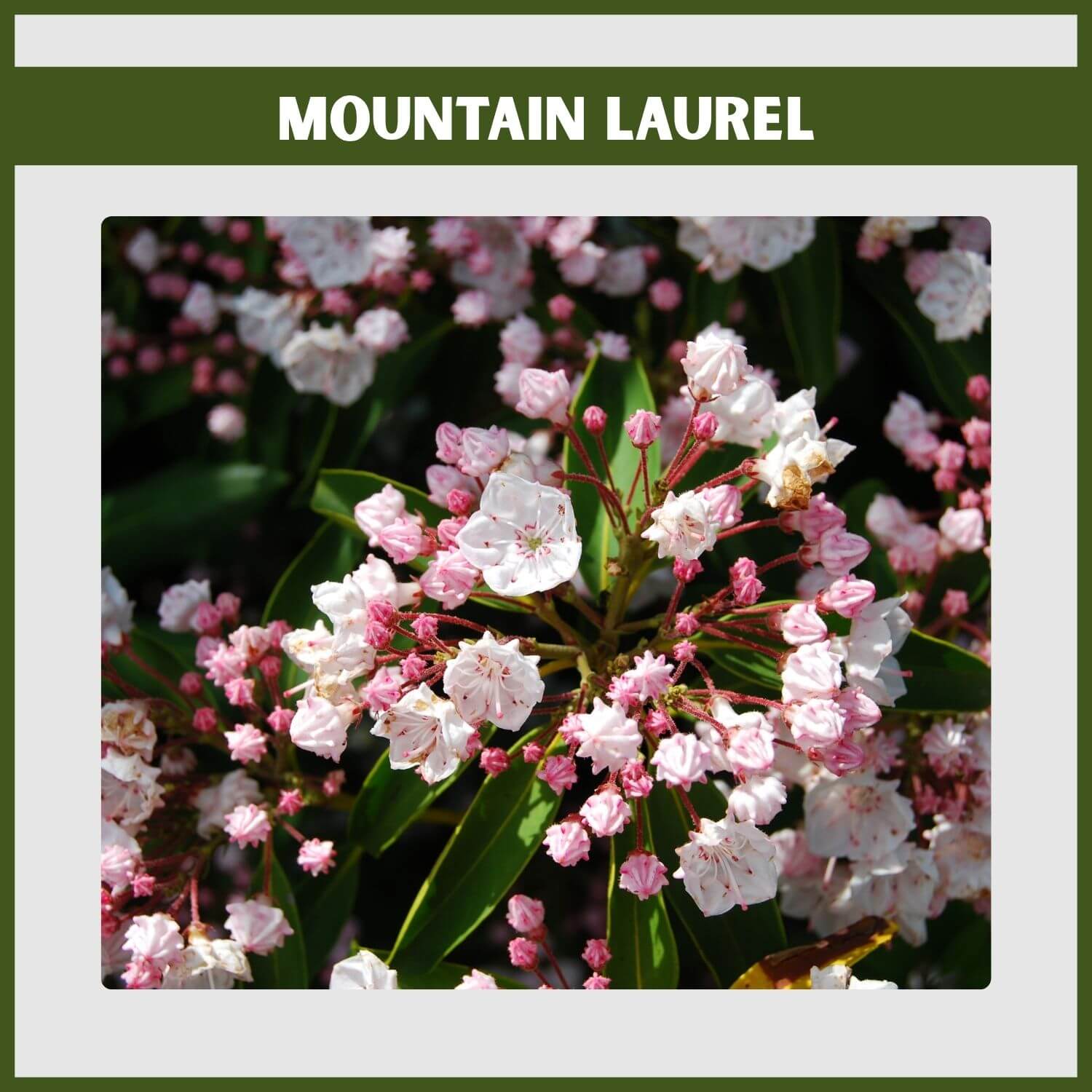 Close-up of 'Minuet' Mountain Laurel's intricate white-pink flowers 