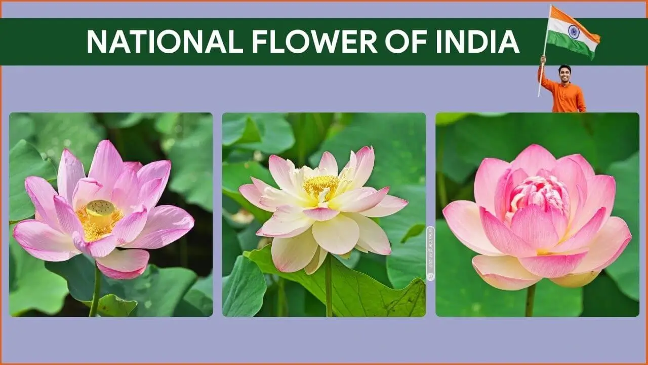 national flower of India