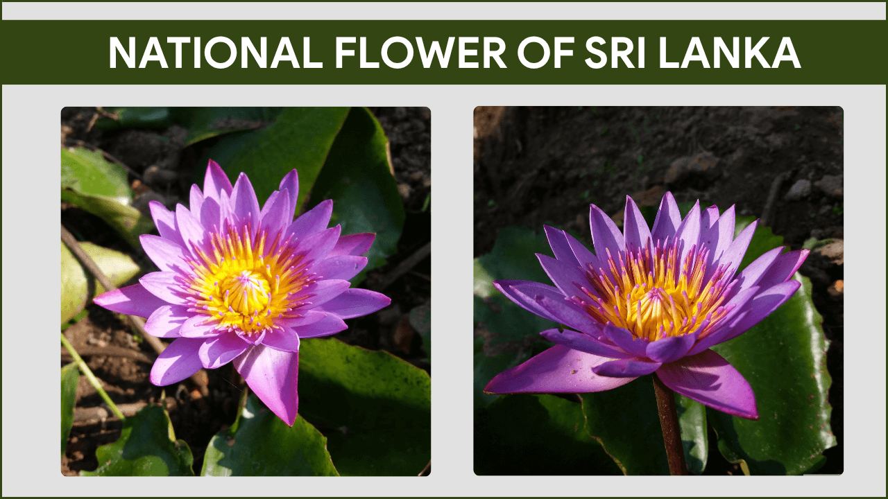 national flower of Sri Lanka