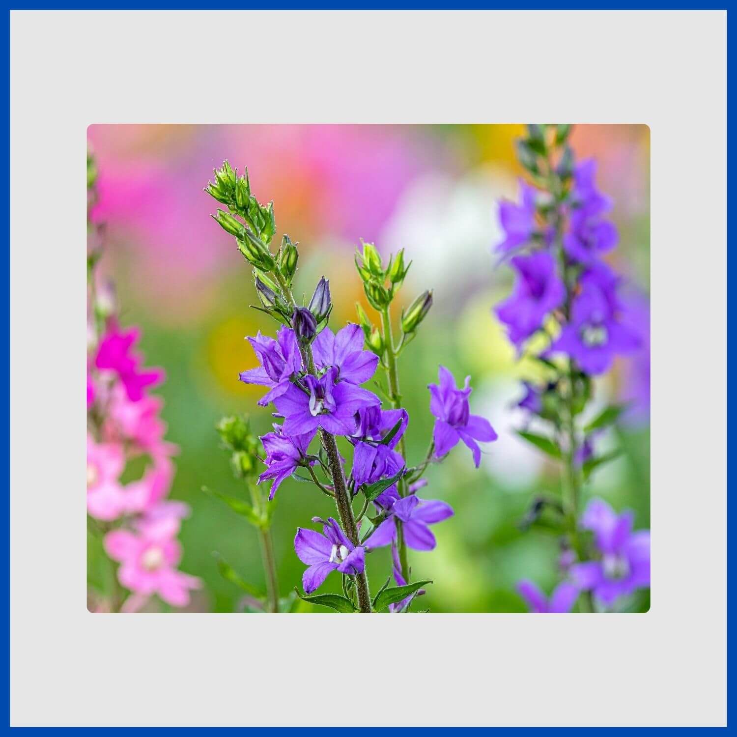 A cloud of small, fragrant blue nemesia flowers