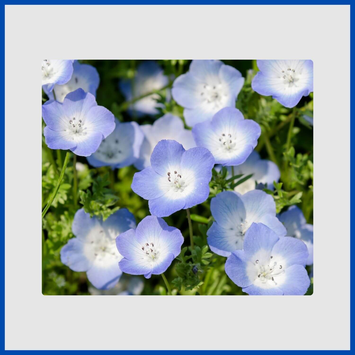 A delicate, cup-shaped nemophila flower with a white center