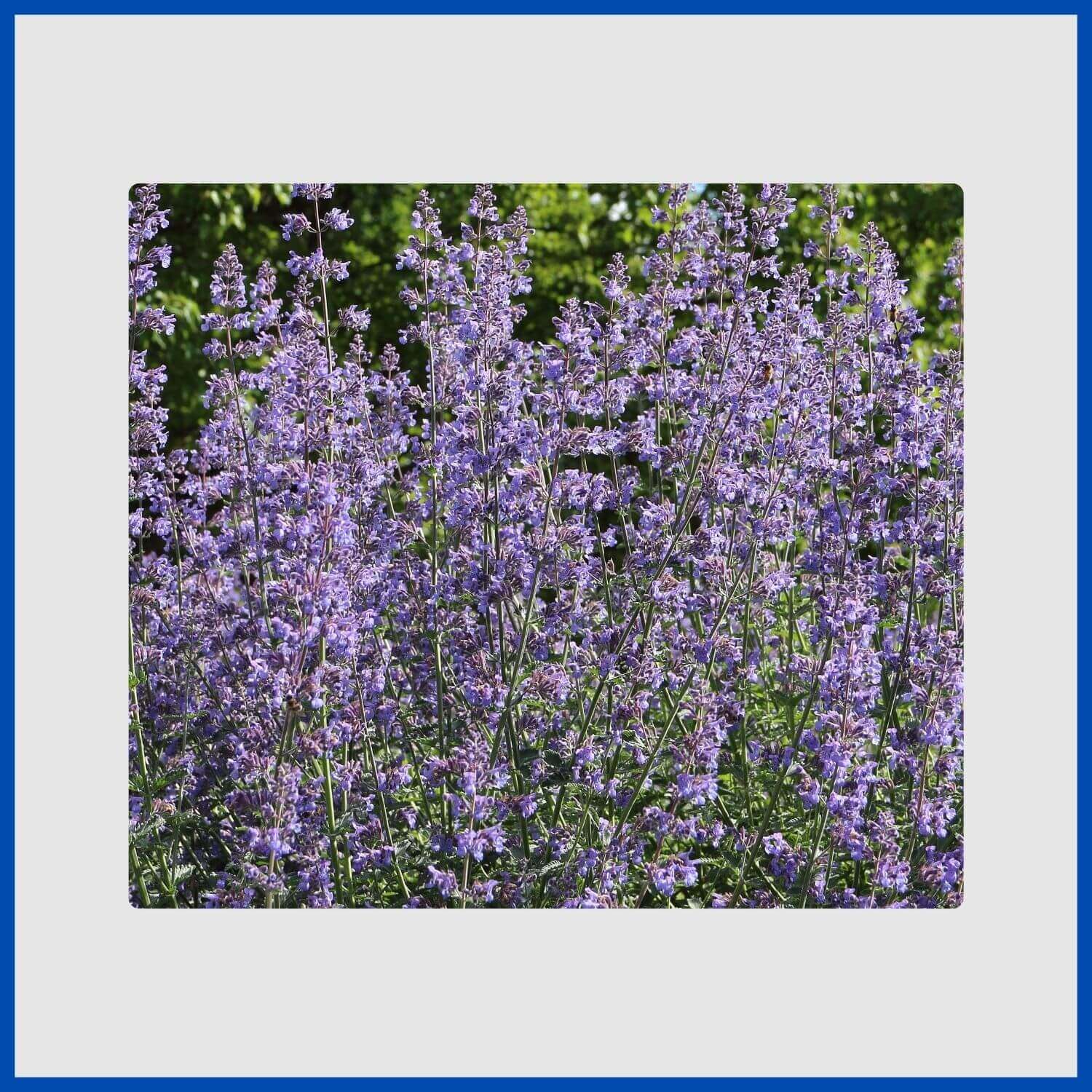 Lavender-blue flower spikes on a mound of aromatic catmint foliage