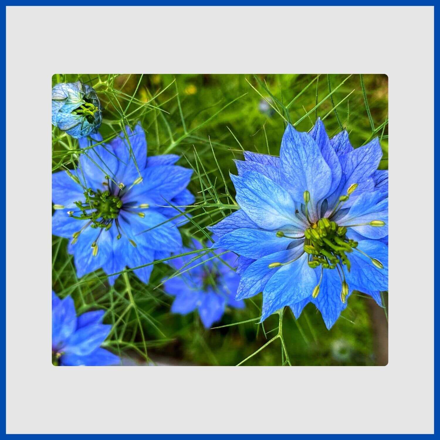 delicate blue nigella flowers surrounded by feathery bracts