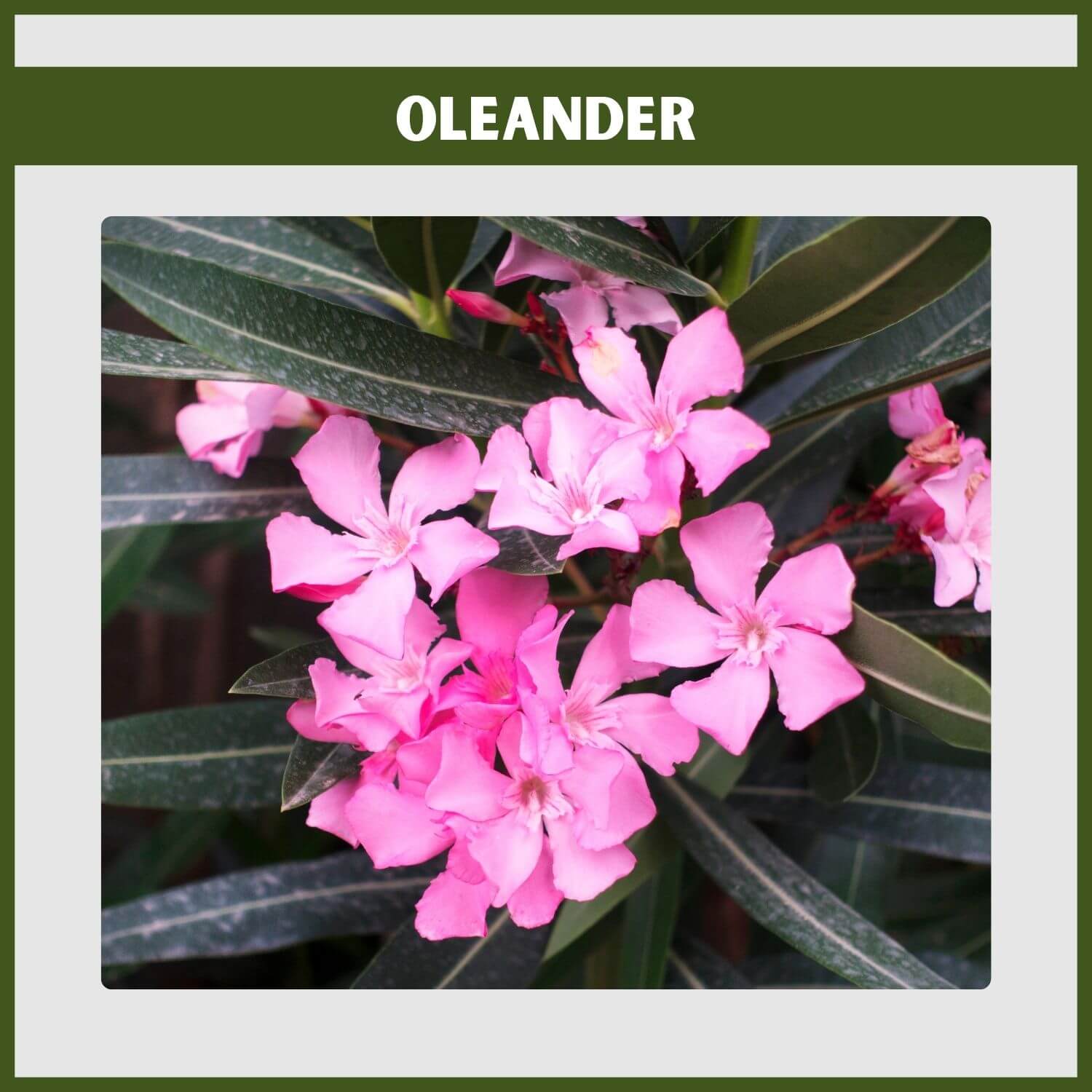 Pink flowers on a tall Oleander, a drought-tolerant and toxic evergreen shrub