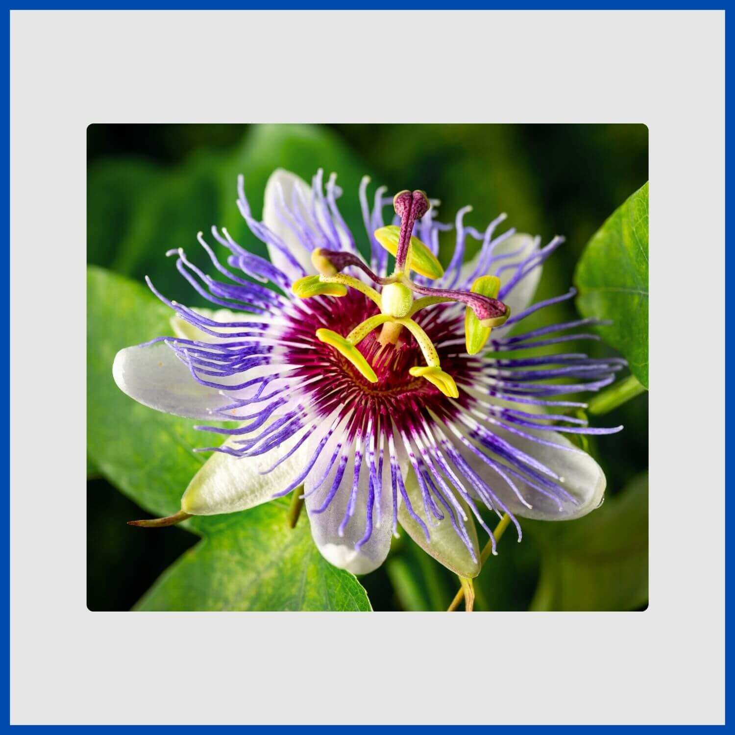 The intricate, otherworldly structure of a blue passion flower