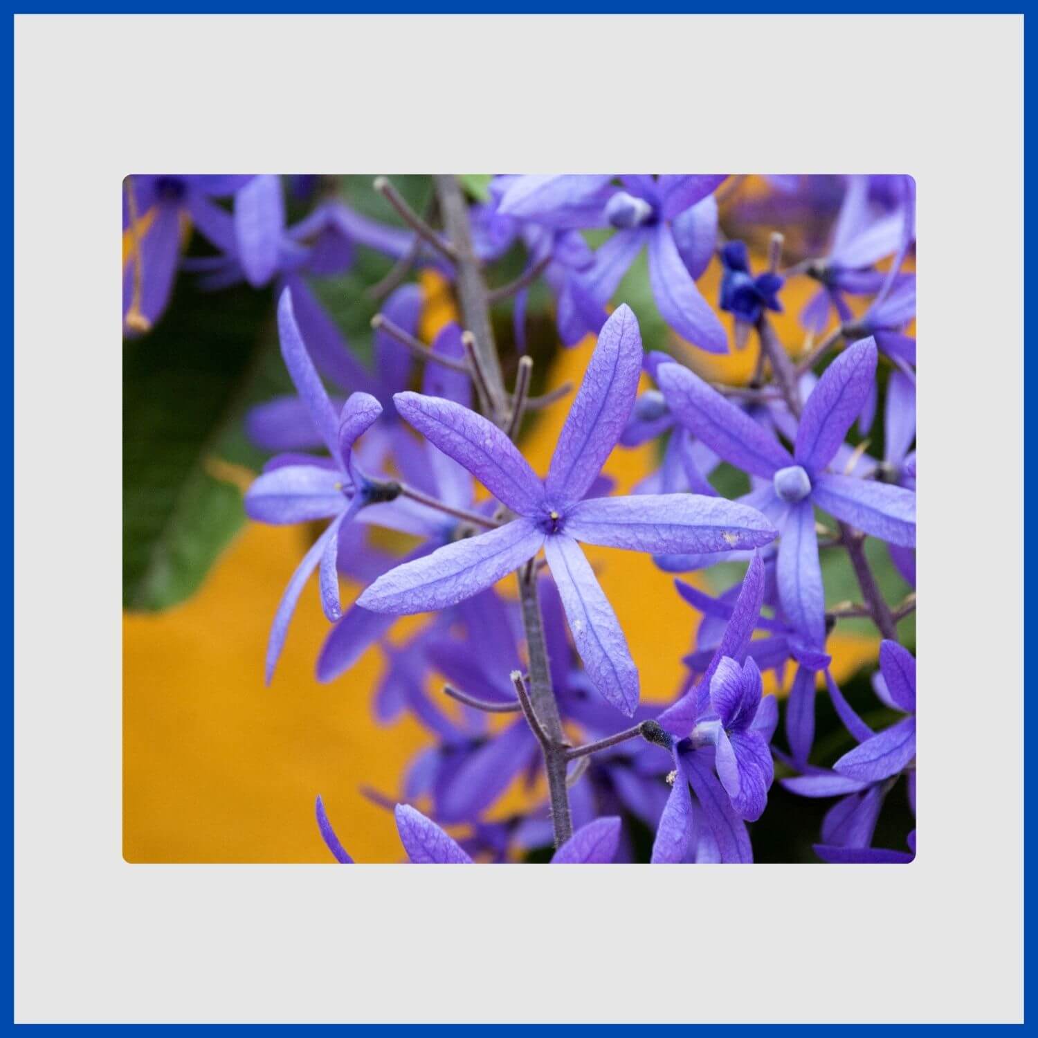 Long, cascading chains of lavender-blue Queen's Wreath flowers