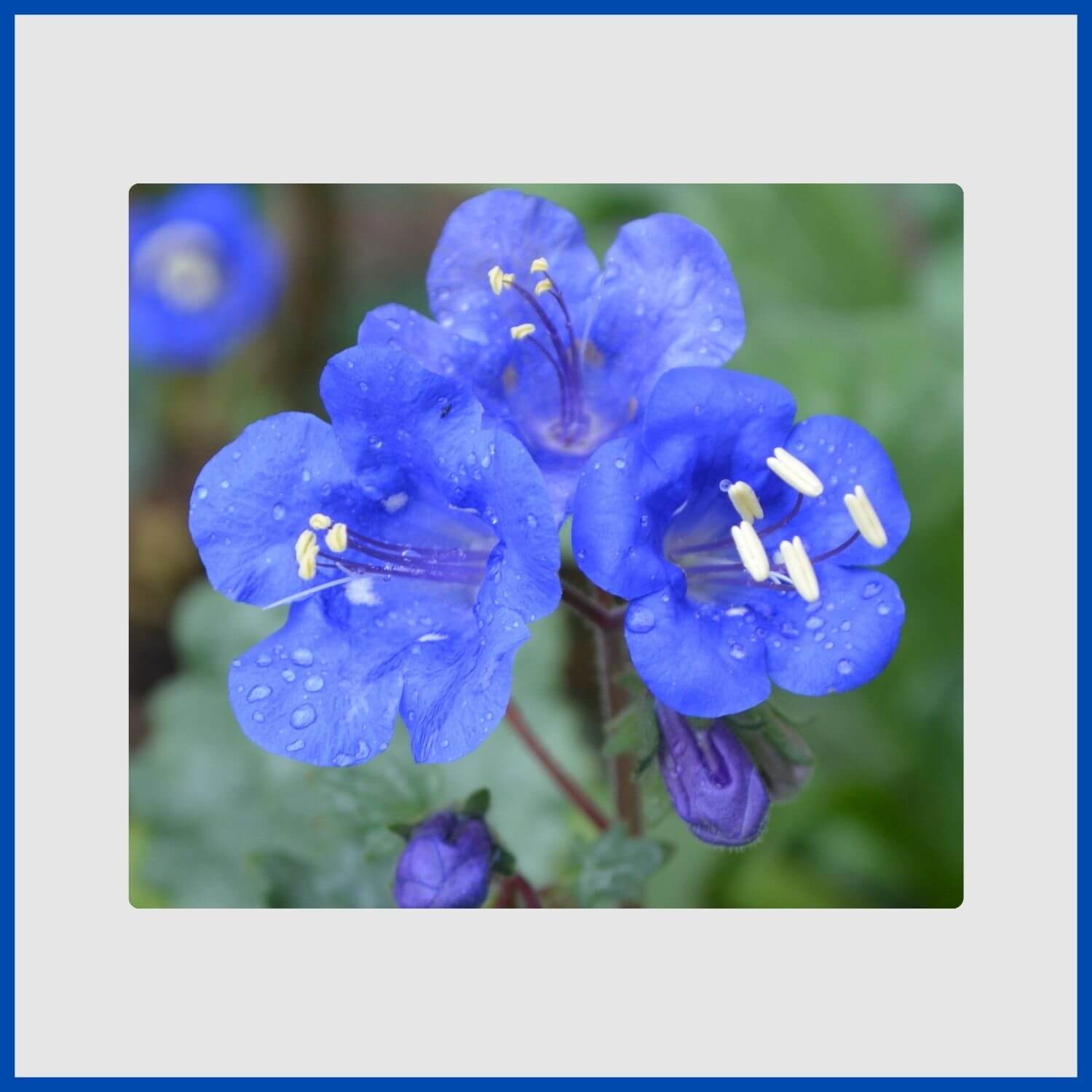 Intense, cobalt-blue bell-shaped flowers of the desert bluebells