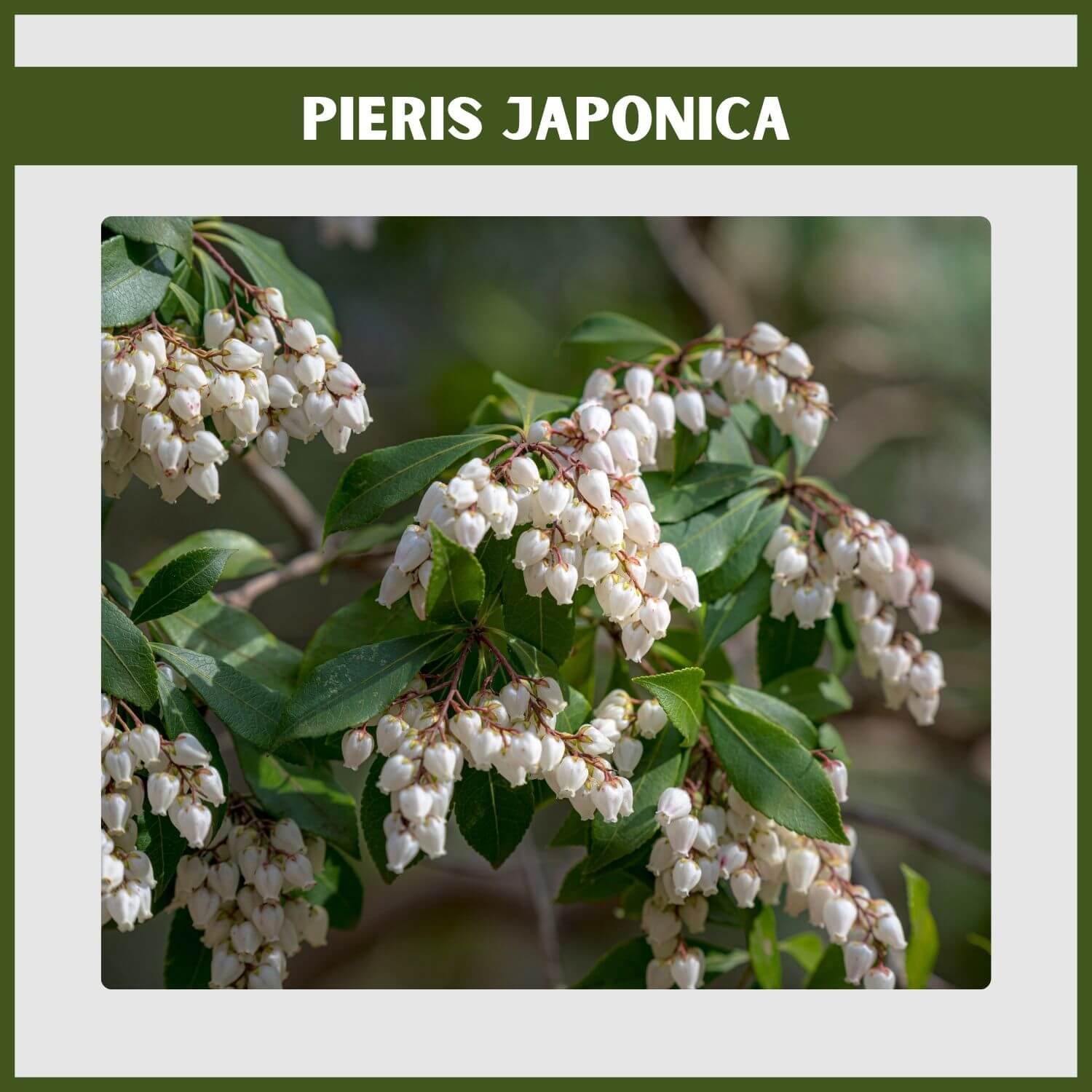 The 'Mountain Fire' Pieris shrub showing its fiery white flower clusters
