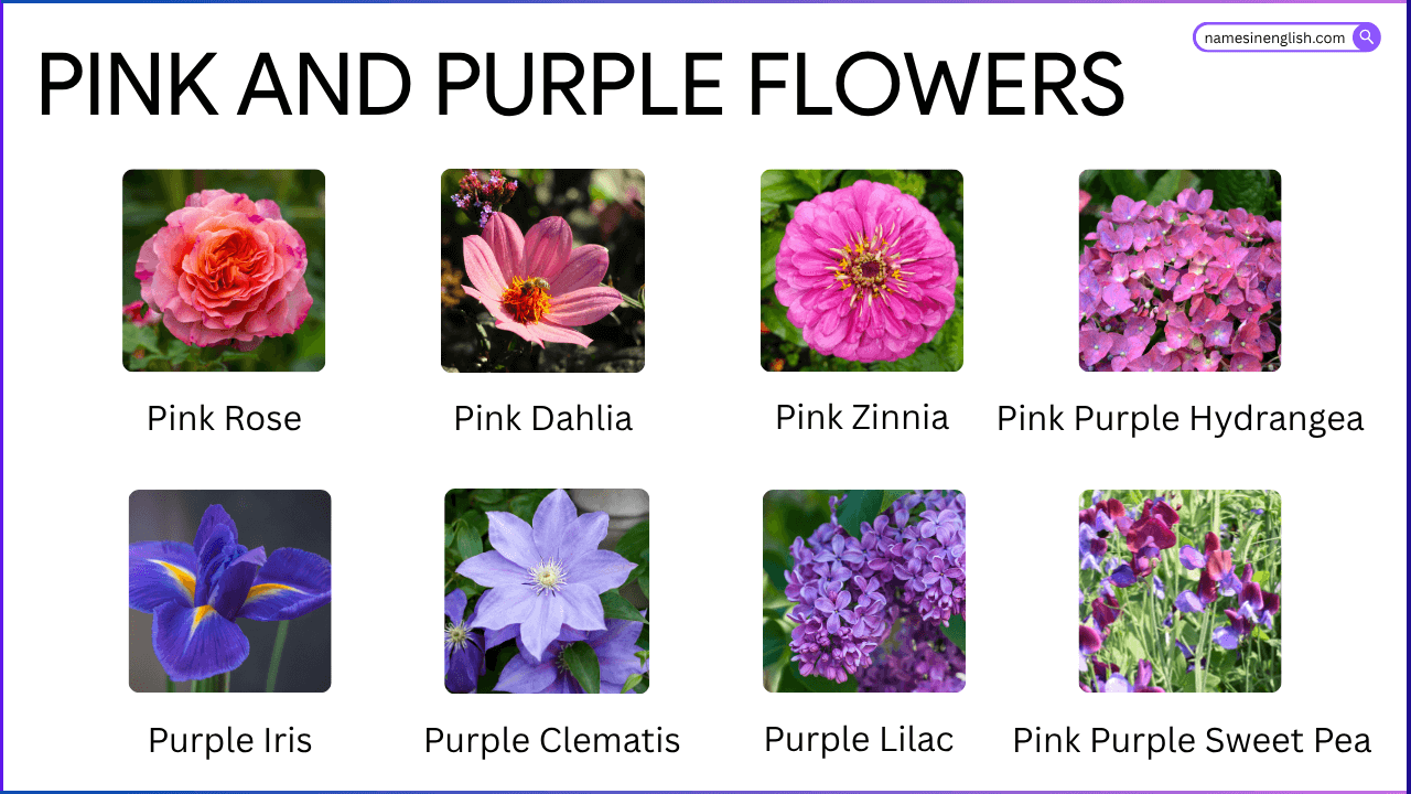 pink and purple flowers