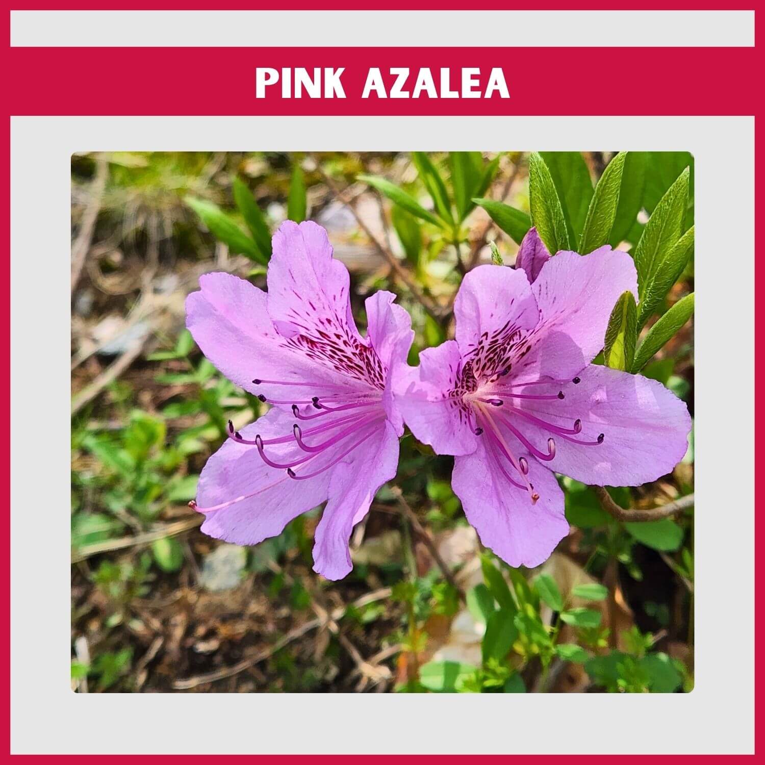 'Rosebud' Azalea's double pink flowers that resemble miniature roses in spring