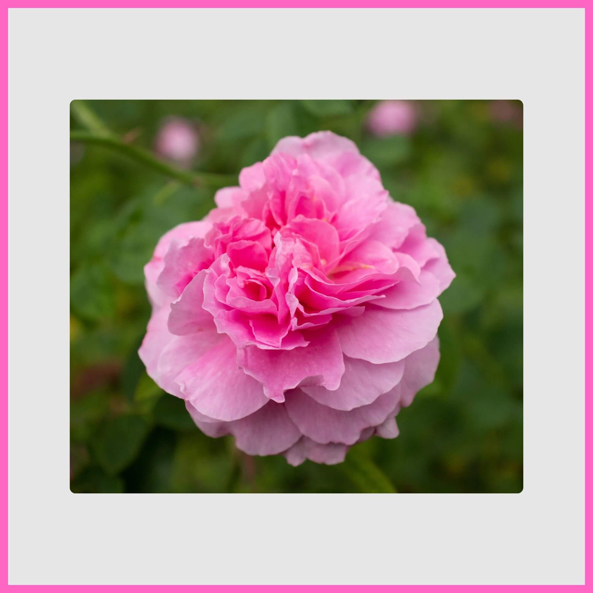 Ruffled pink carnation with clove-like fragrance