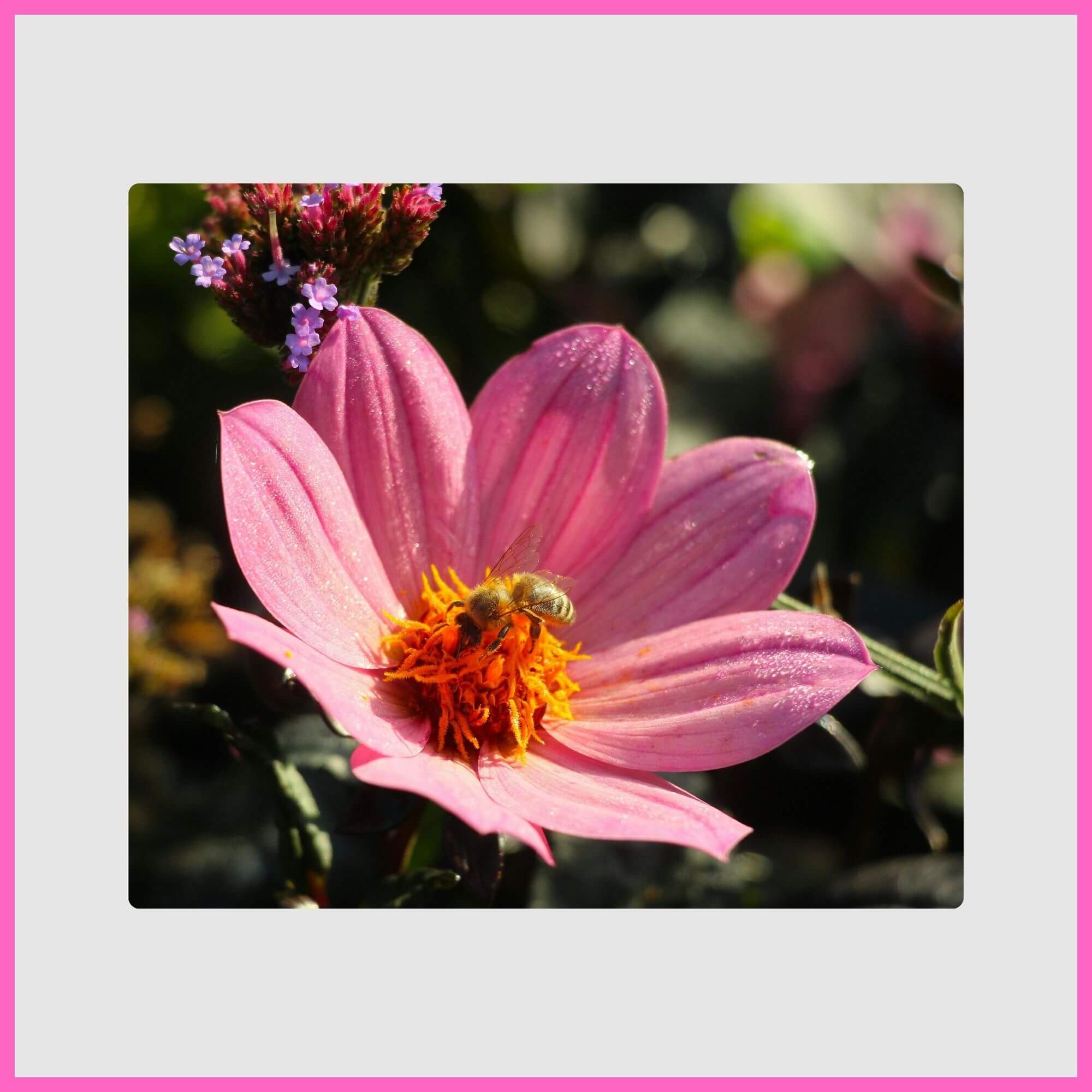 Bee polinating stunning pink dahlia bloom