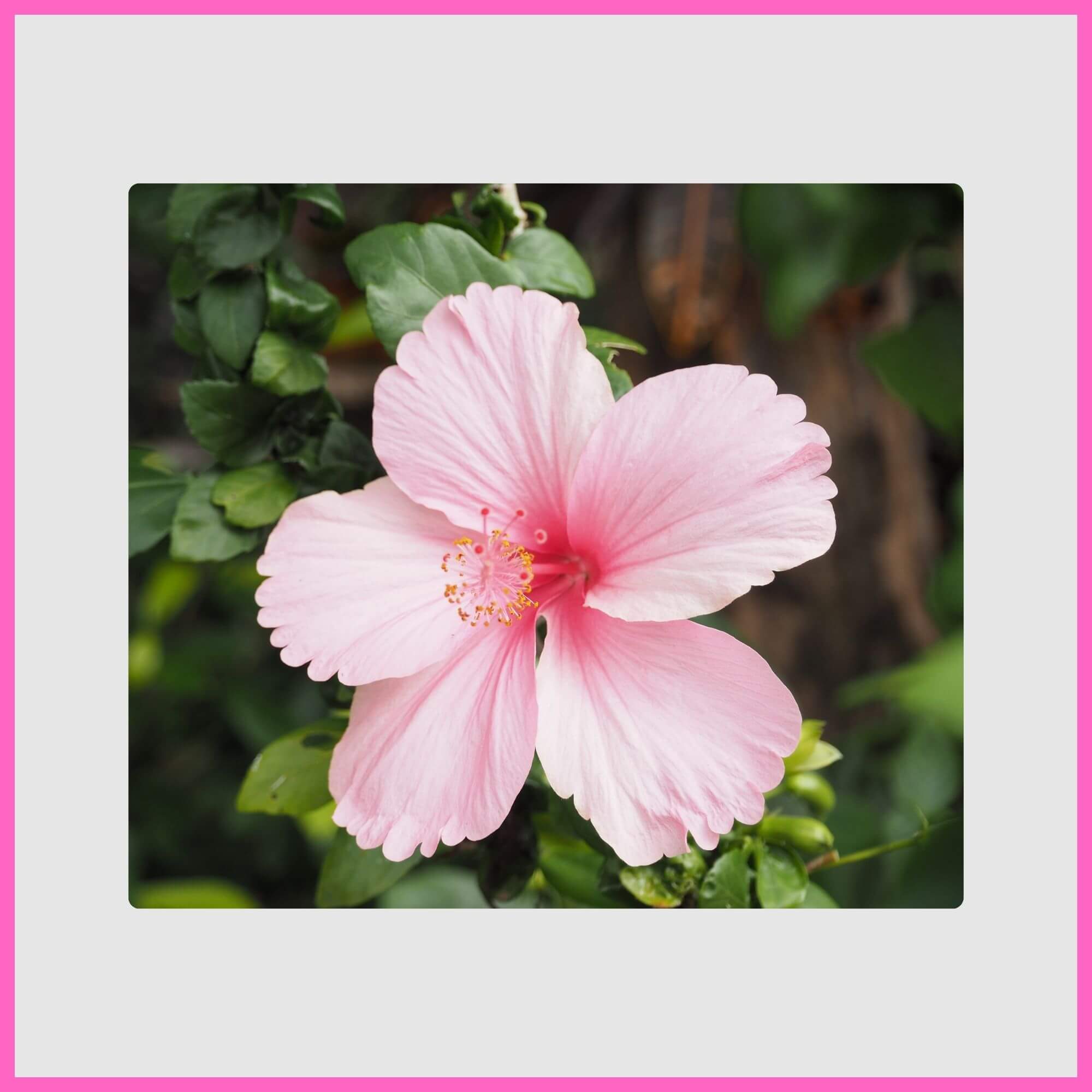 Close-up of a beautiful, Large, tropical pink hibiscus flower