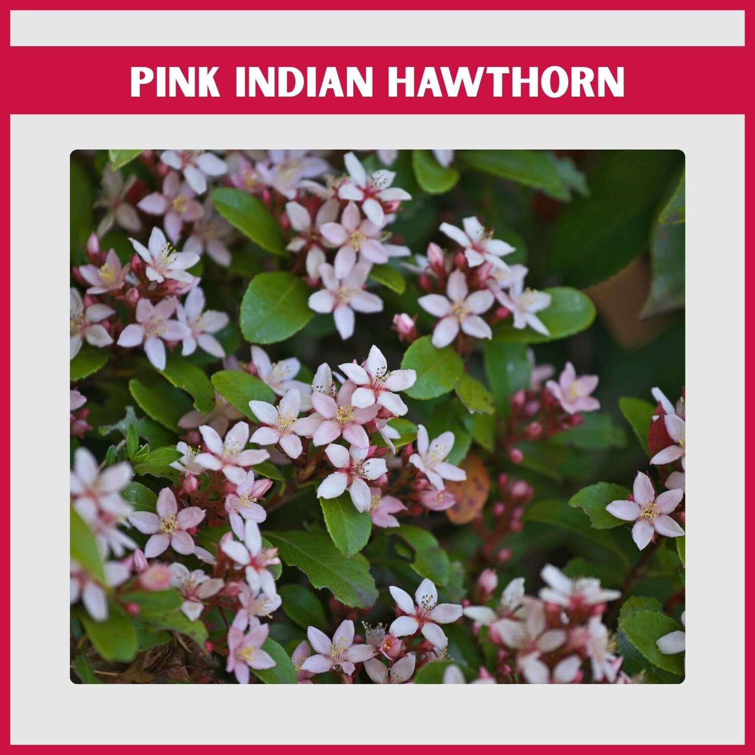 A 'Ballerina' Indian Hawthorn shrub with its dense clusters of rose-pink flowers