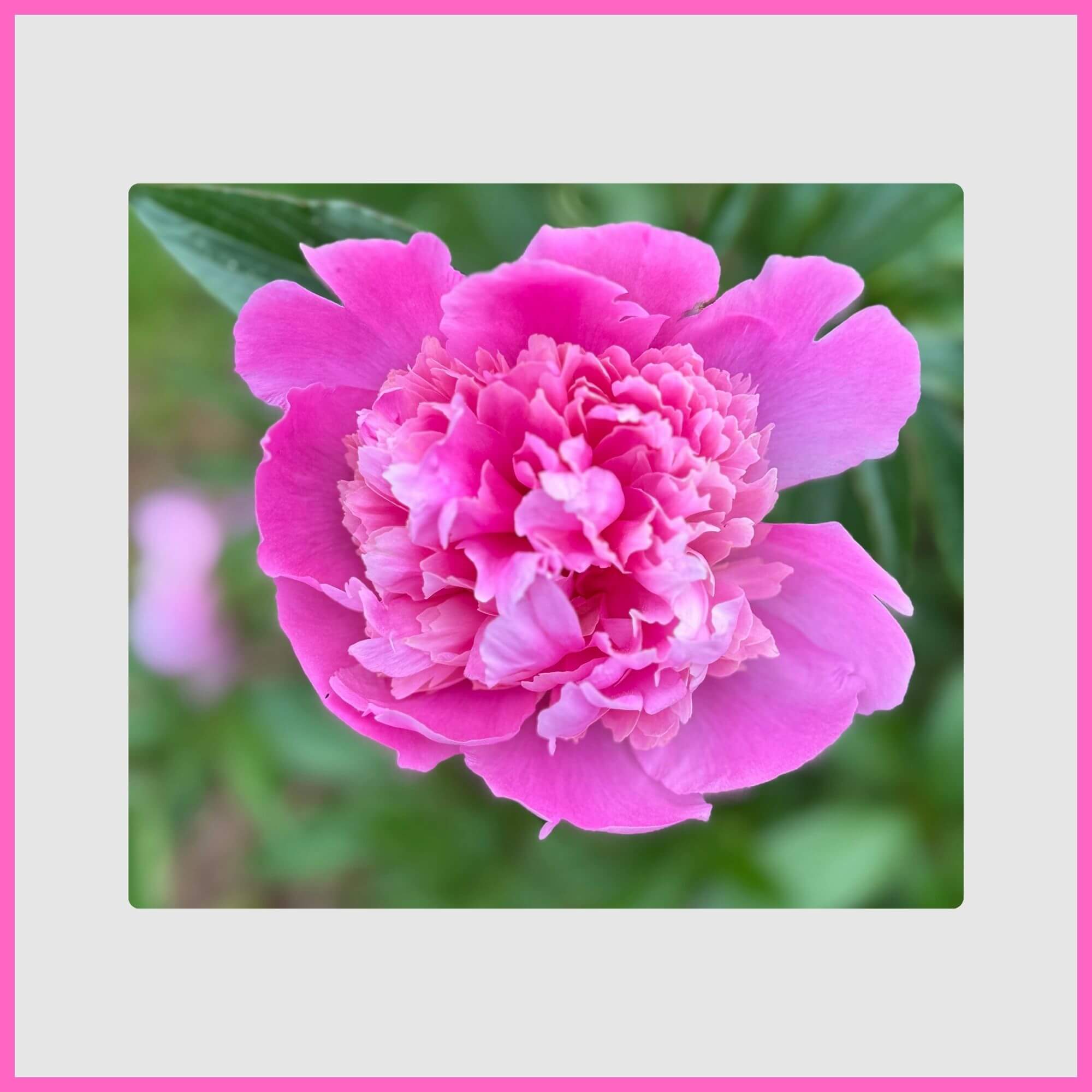 Large, fragrant pink peony bloom
