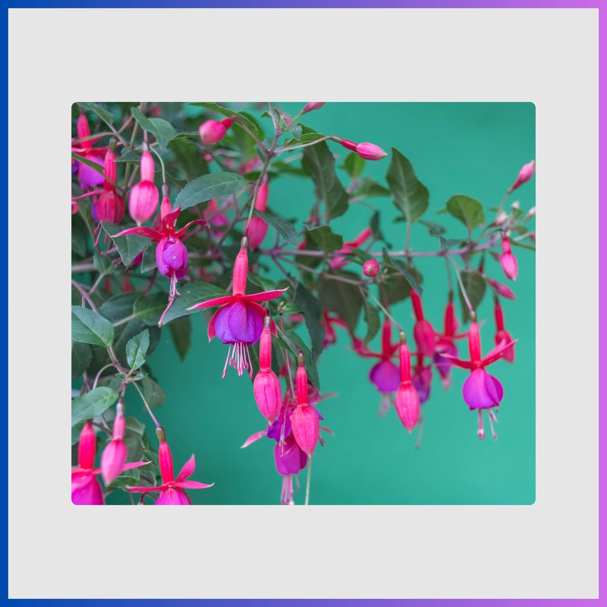 Teardrop pink and purple fuchsia hanging flower