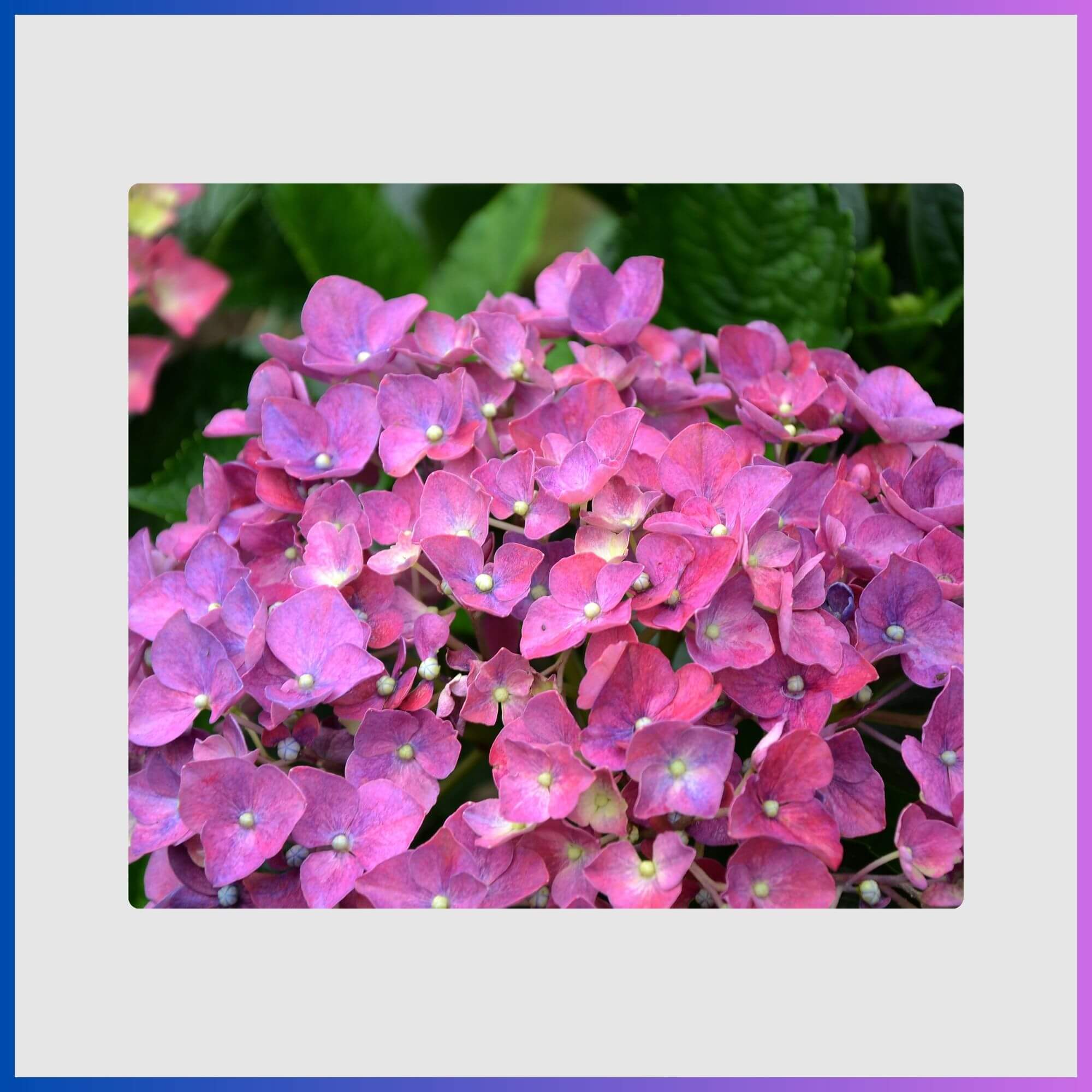 Bigleaf hydrangea blooms shifting from pink to purple