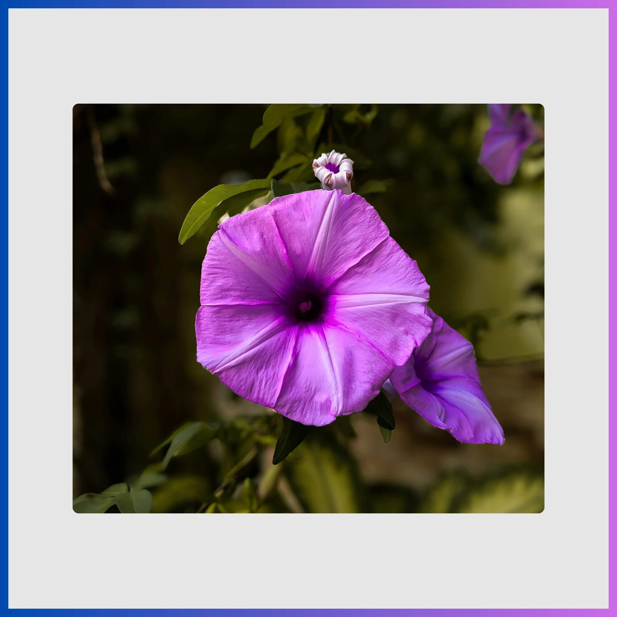 Climbing vine with fresh pink and purple morning glorie