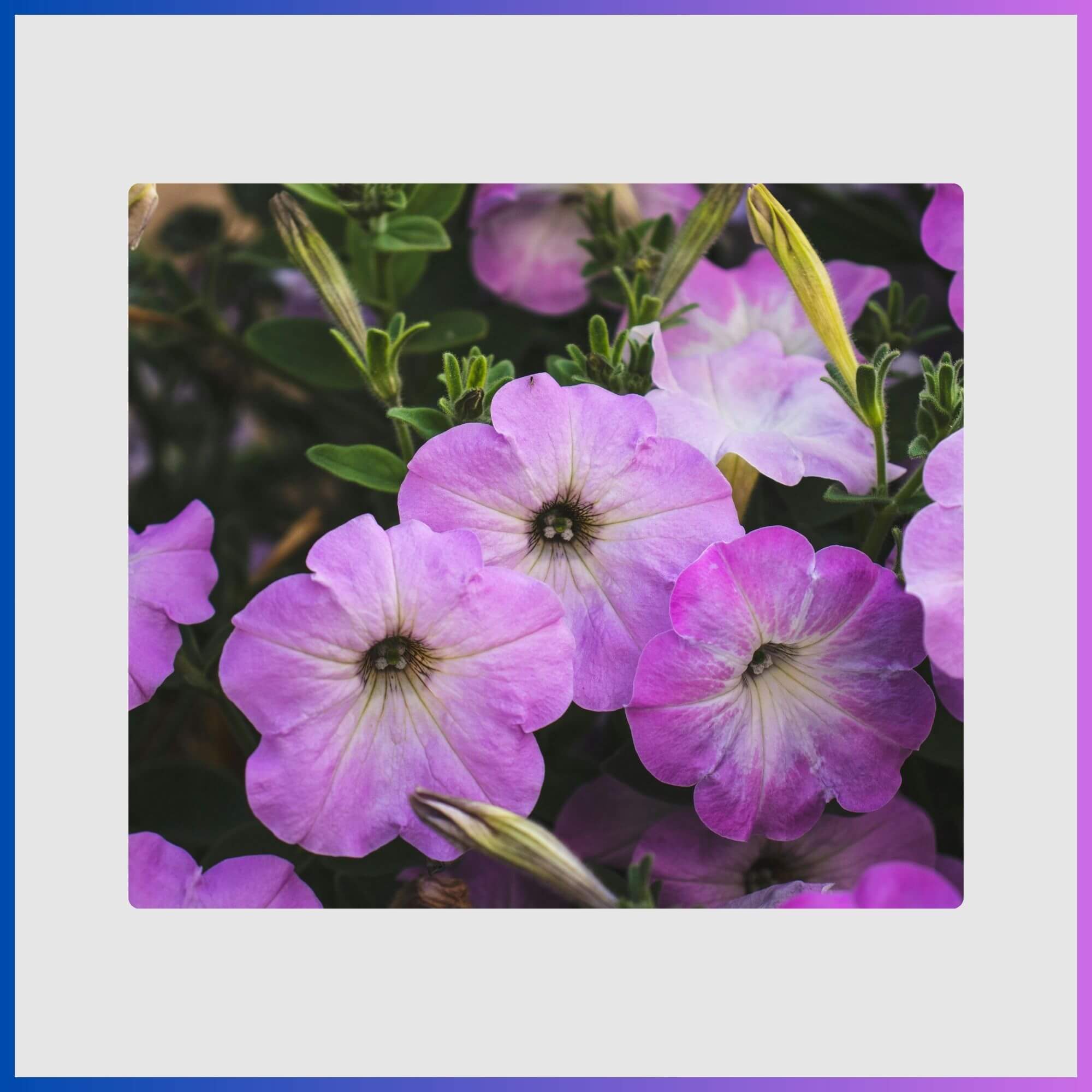 Prolific petunia flowers blending pink and purple shades