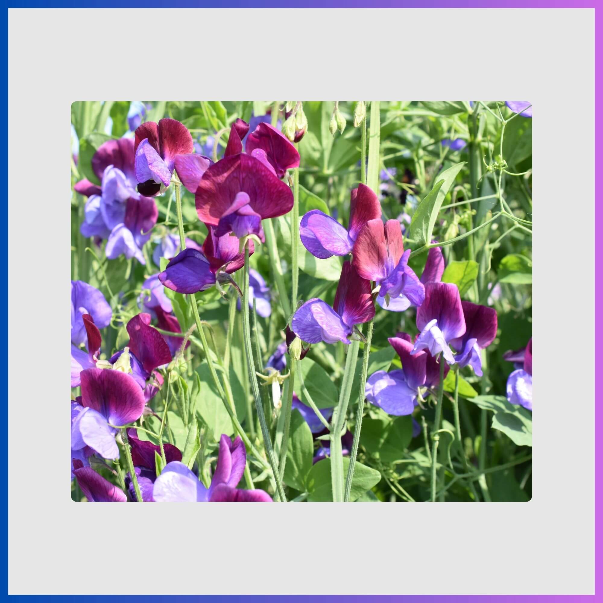 Delicate, fragrant pink and purple sweat peas