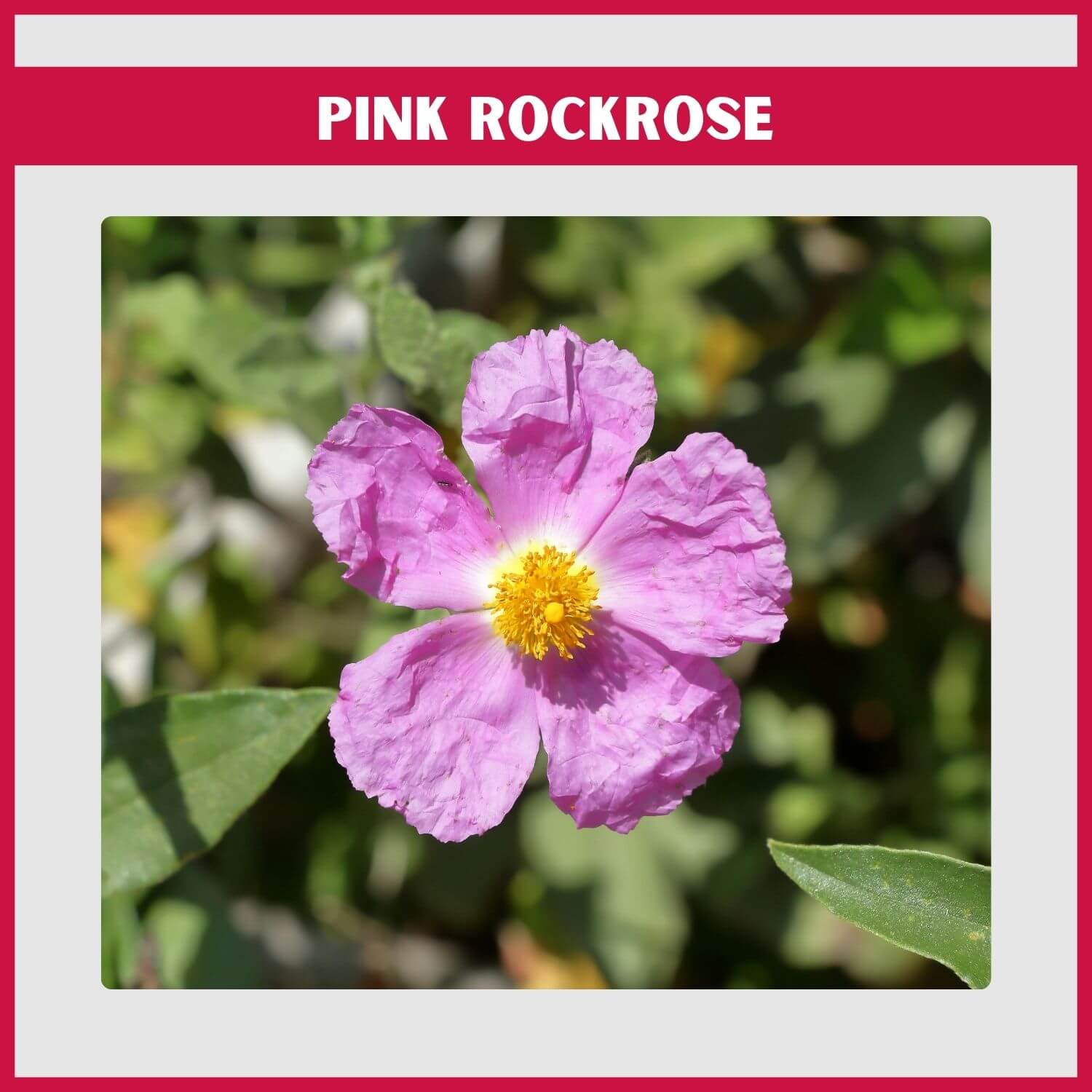 Soft pink single flowers on a drought-tolerant Pink Rockrose, a tough evergreen shrub