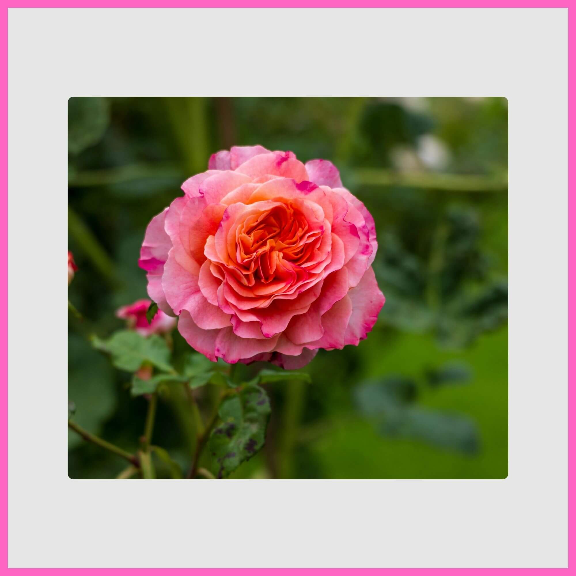 Classic pink rose blooming in a garden