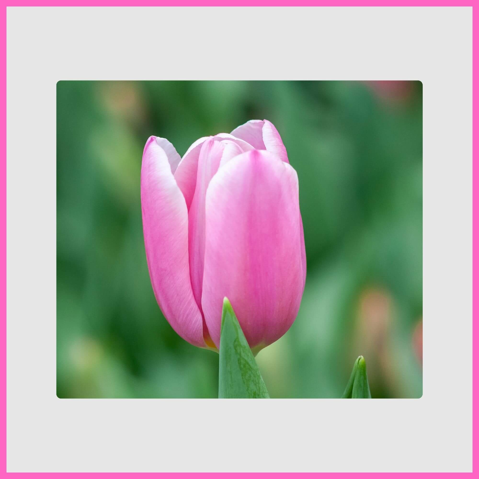Bright pink tulips clustered in spring
