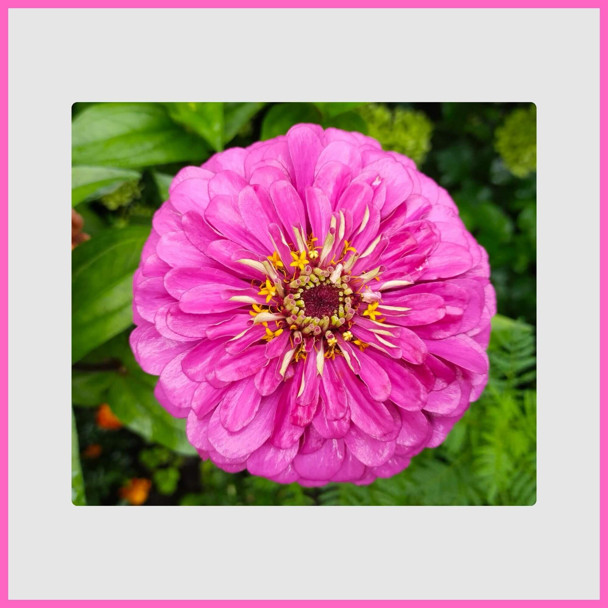 Bold pink zinnia flower