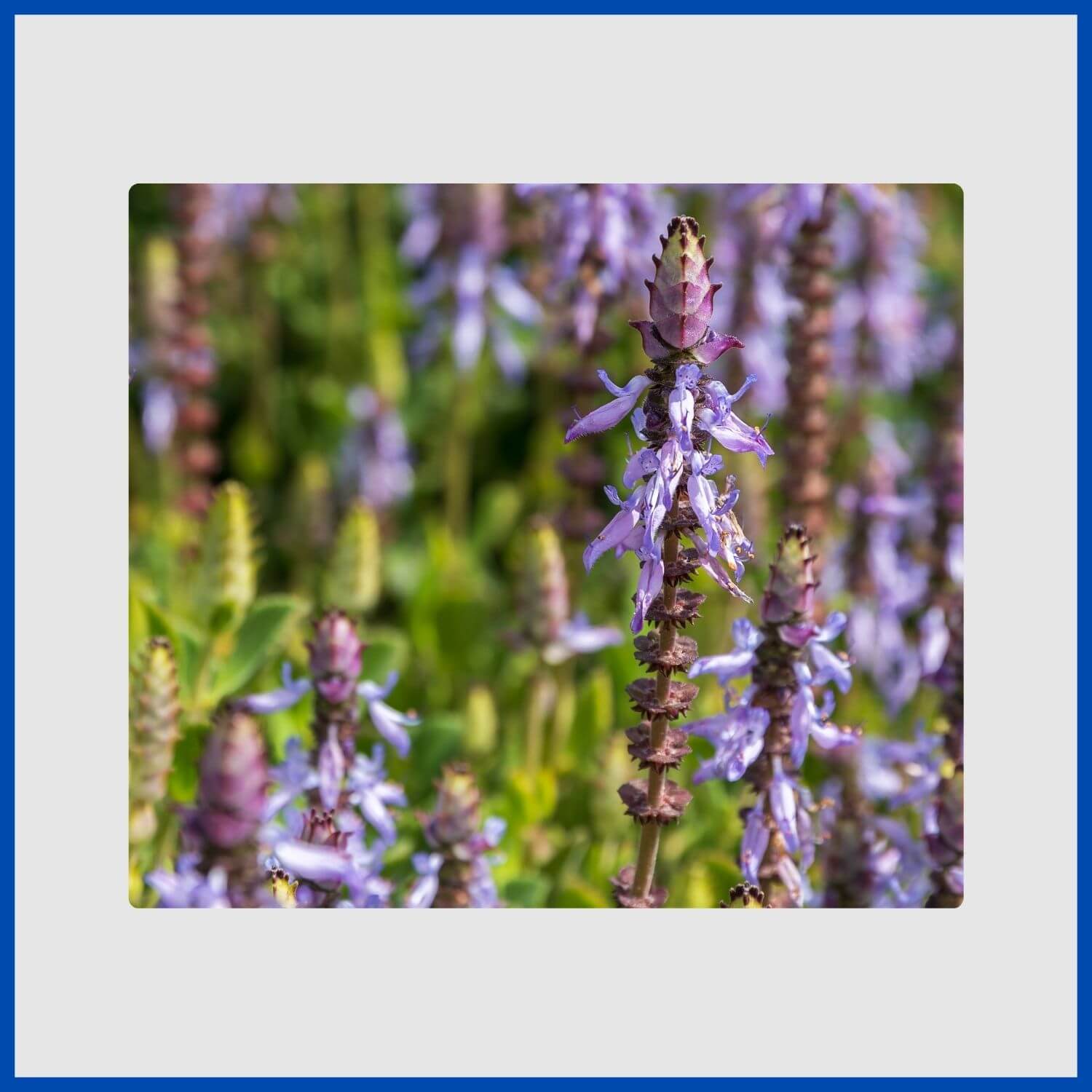 Tubular blue flowers on a plectranthus plant, ideal for warm climates