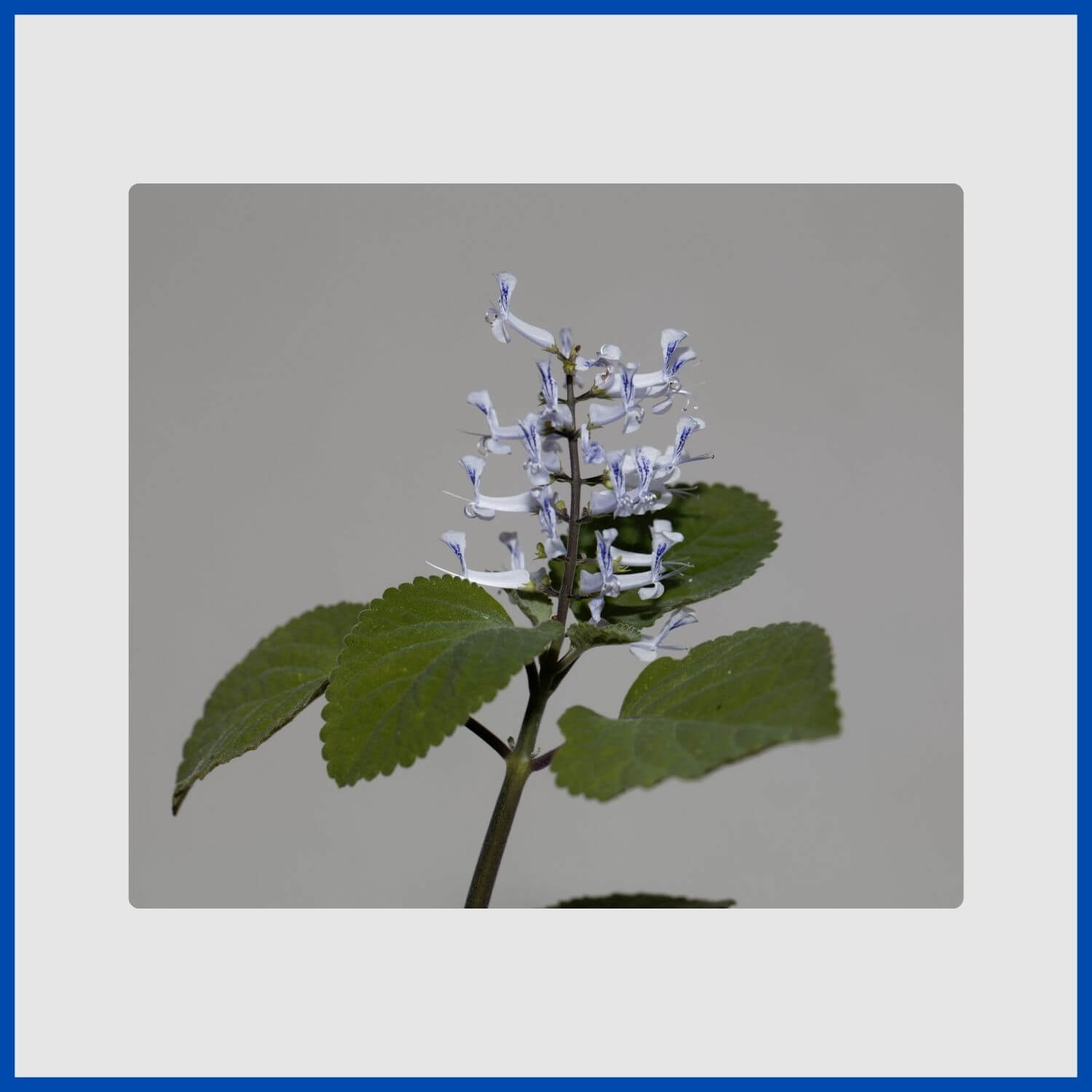 Spikes of lipped, lavender-blue flowers on a Plectranthus zuluensis plant