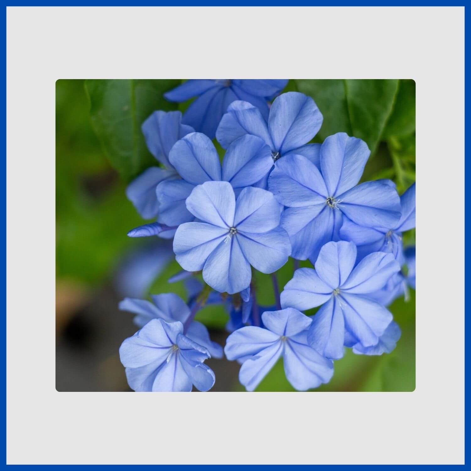 A cluster of pale sky-blue plumbago flowers on a sprawling shrub