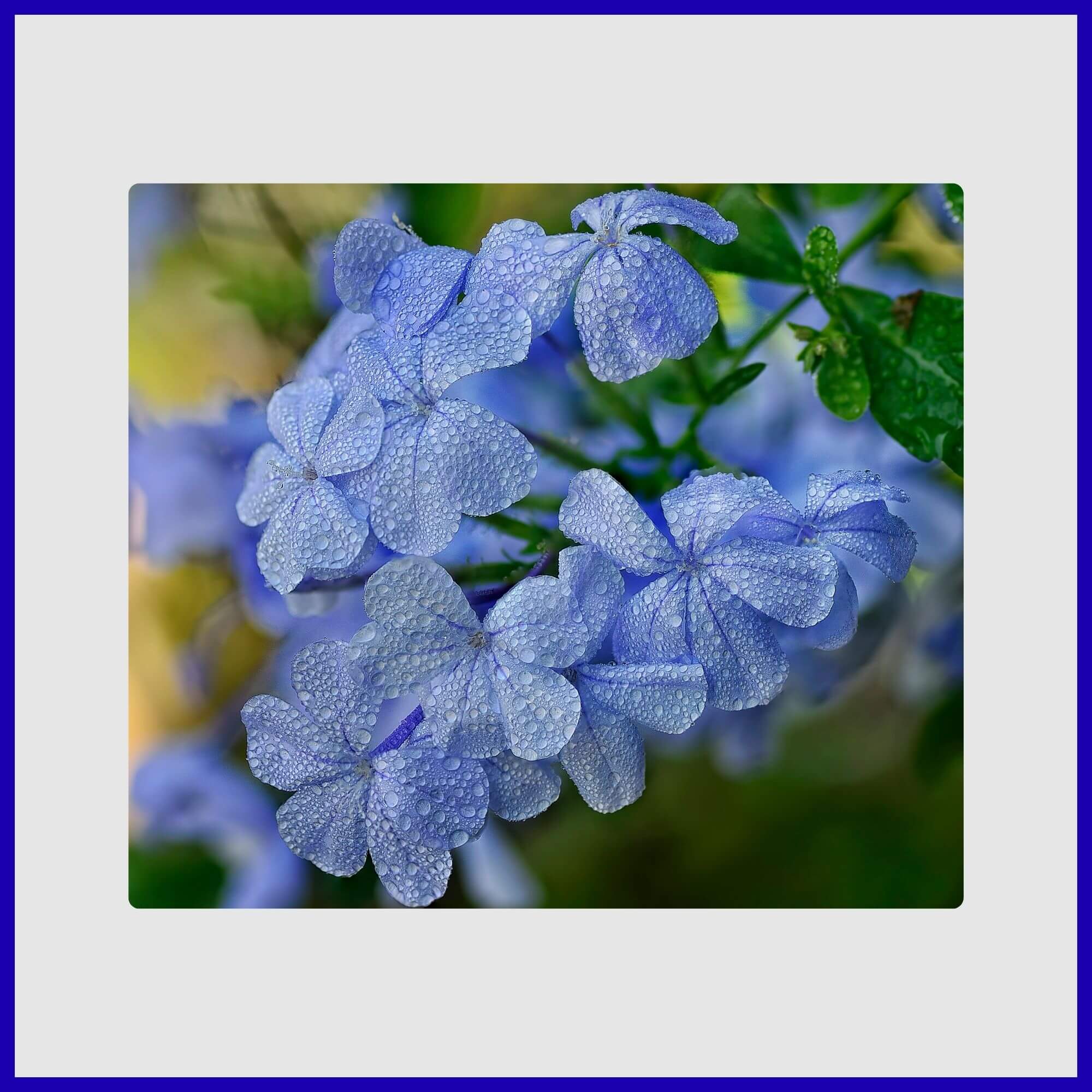Golden Dewdrop tree showing sky blue flowers cascading down