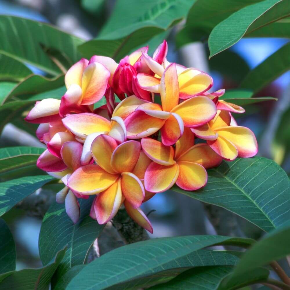 Tropical plumeria flowers with fragrance