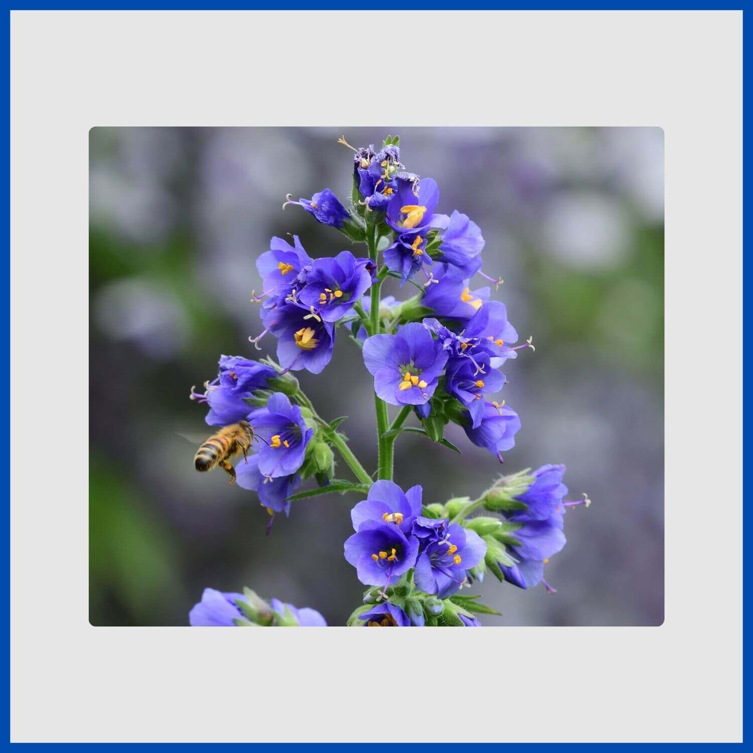 Clusters of cup-shaped blue Jacob's Ladder flowers