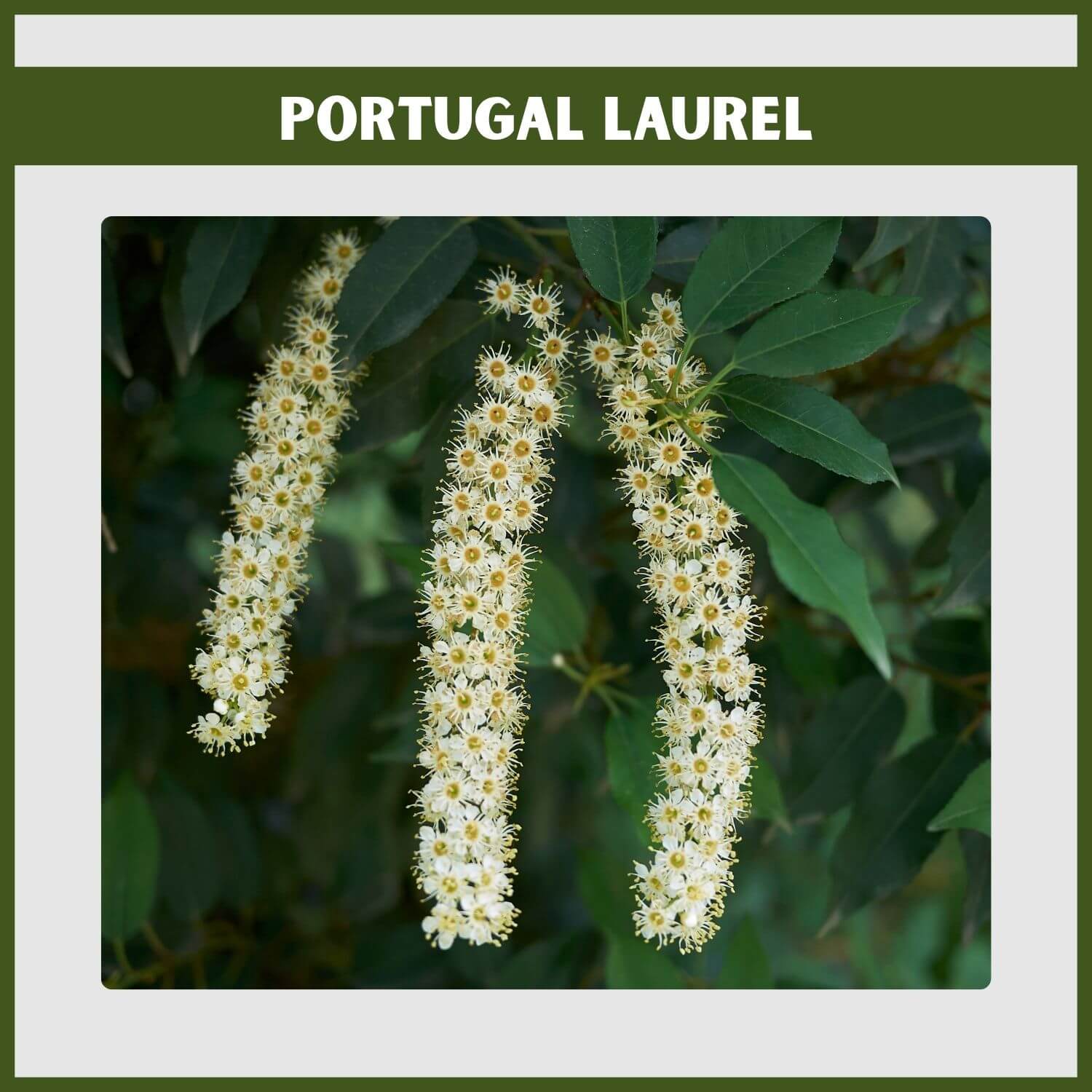 White flower spikes on the contrasting red stems of a heat-tolerant Portugal Laurel