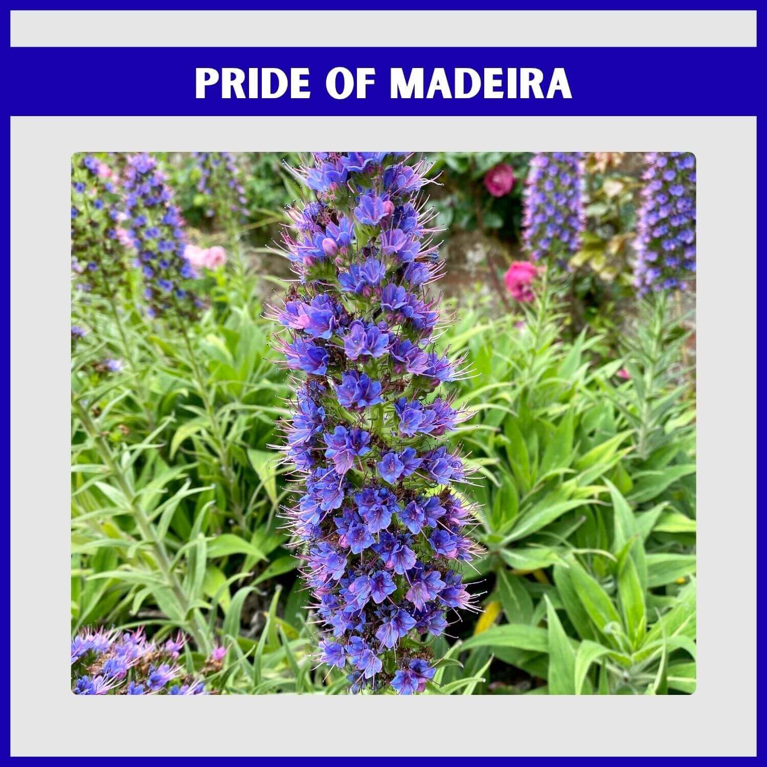 A spectacular blue-purple flower spike on a Pride of Madeira shrub
