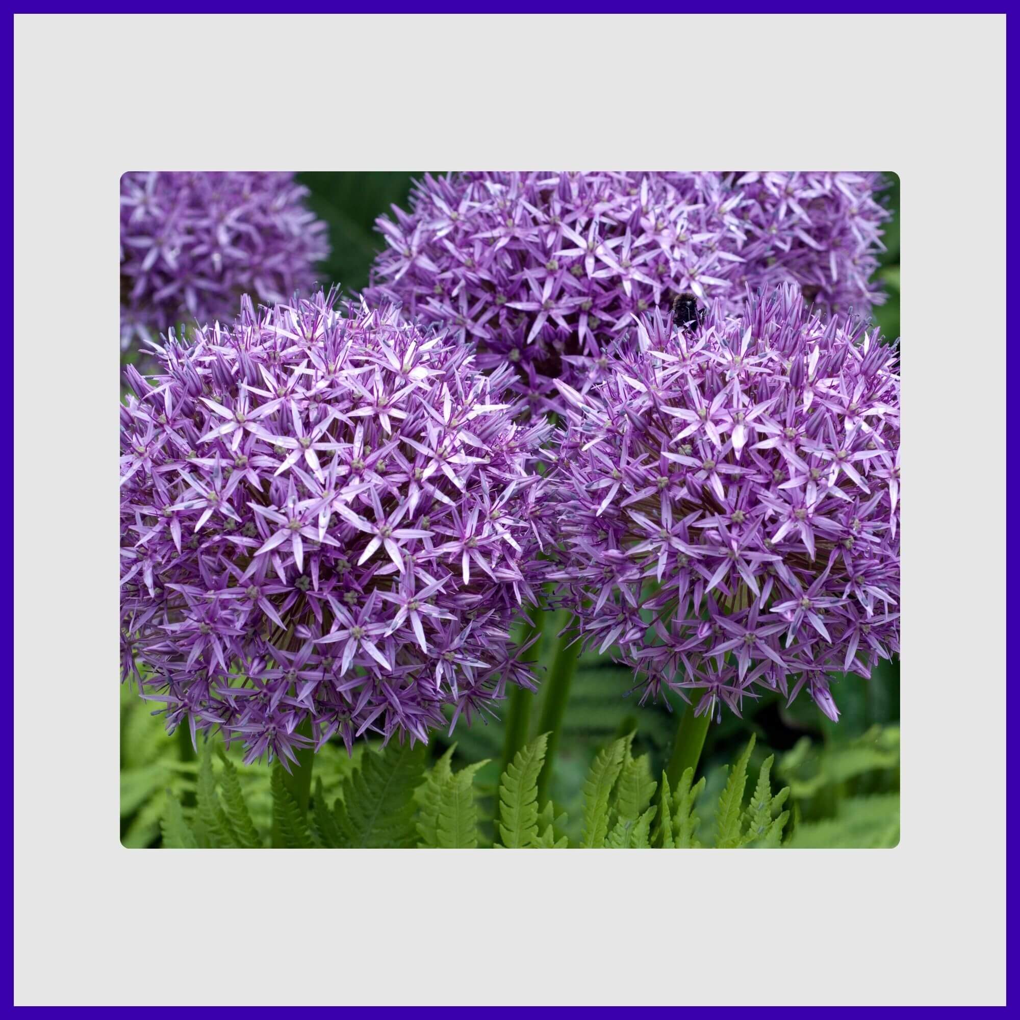 Cluster of giant purple ornamental alliums with globe-shaped flower heads
