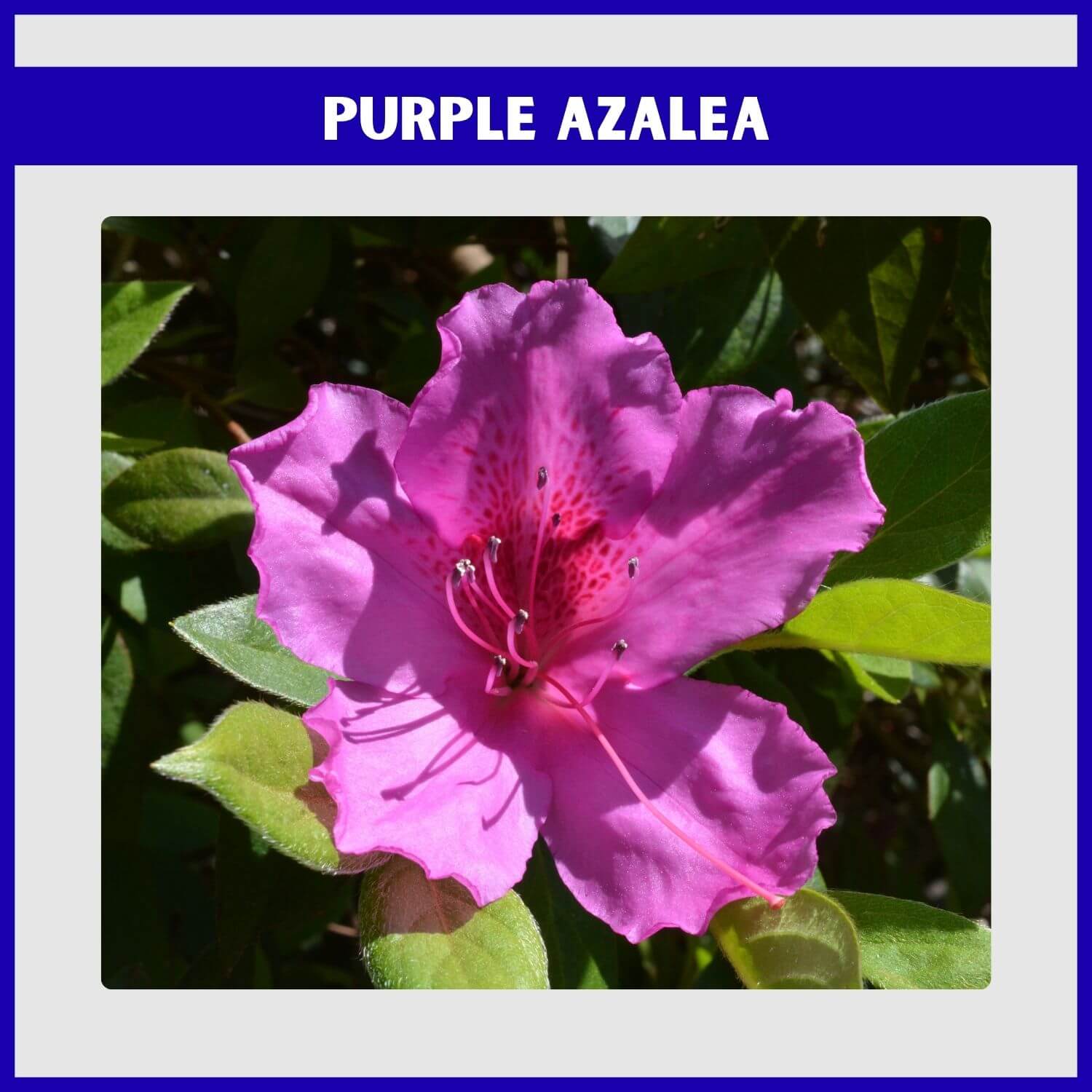 A dwarf 'Purple Gem' Azalea, a compact evergreen, covered in small violet-purple flowers
