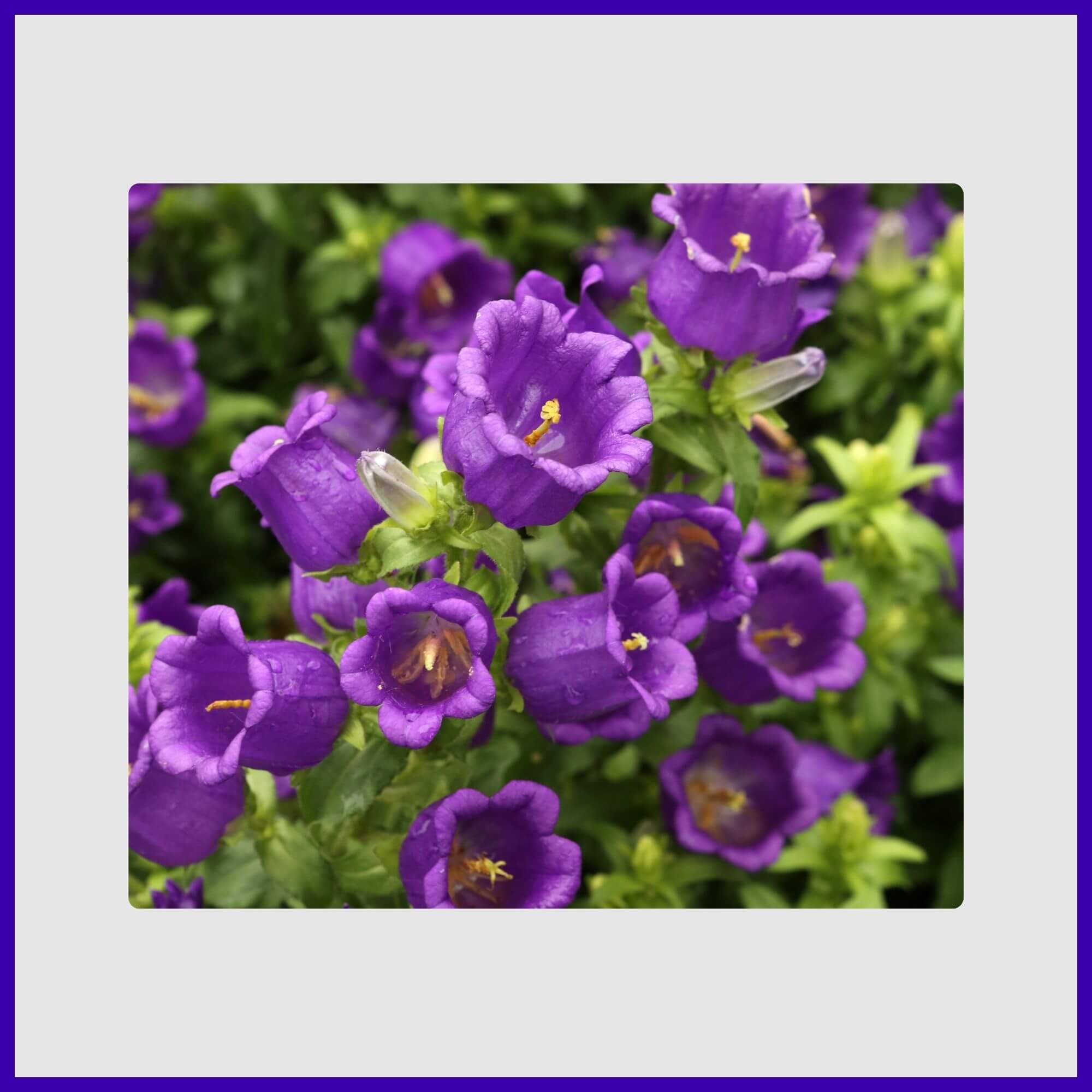 Violet bell-shaped campanula flowers in a cottage garden