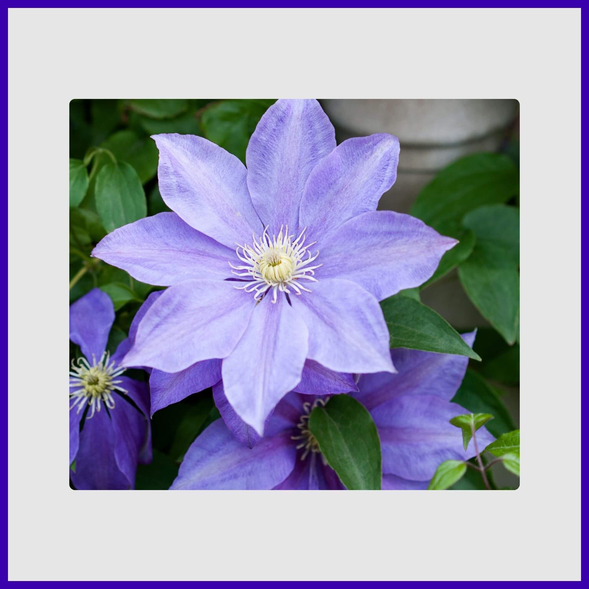 Close-up of a Large purple clematis vine