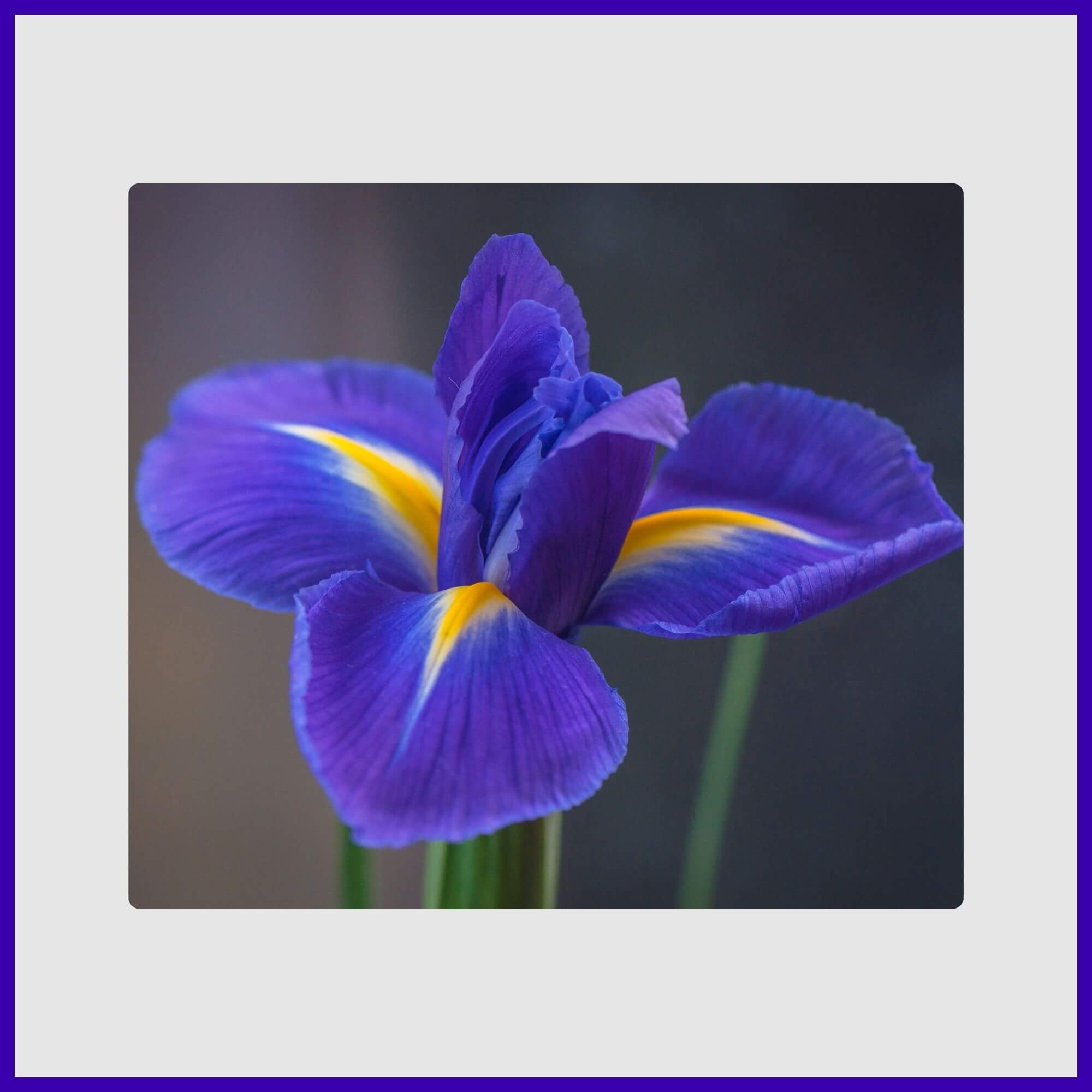 Stately purple bearded iris in close-up