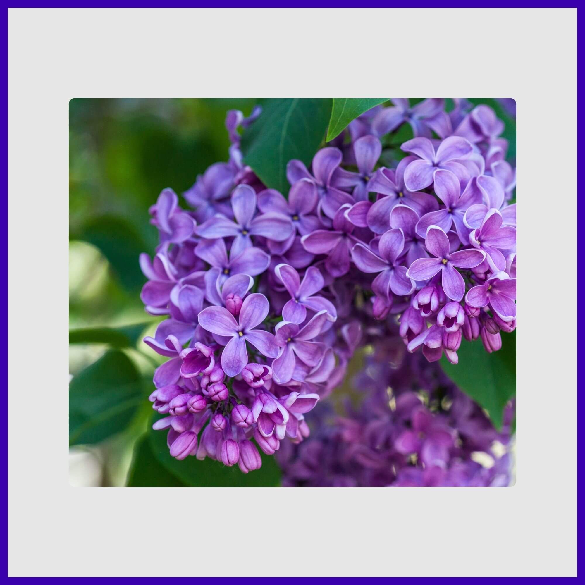 Conical clusters of intensely fragrant purple lilac
