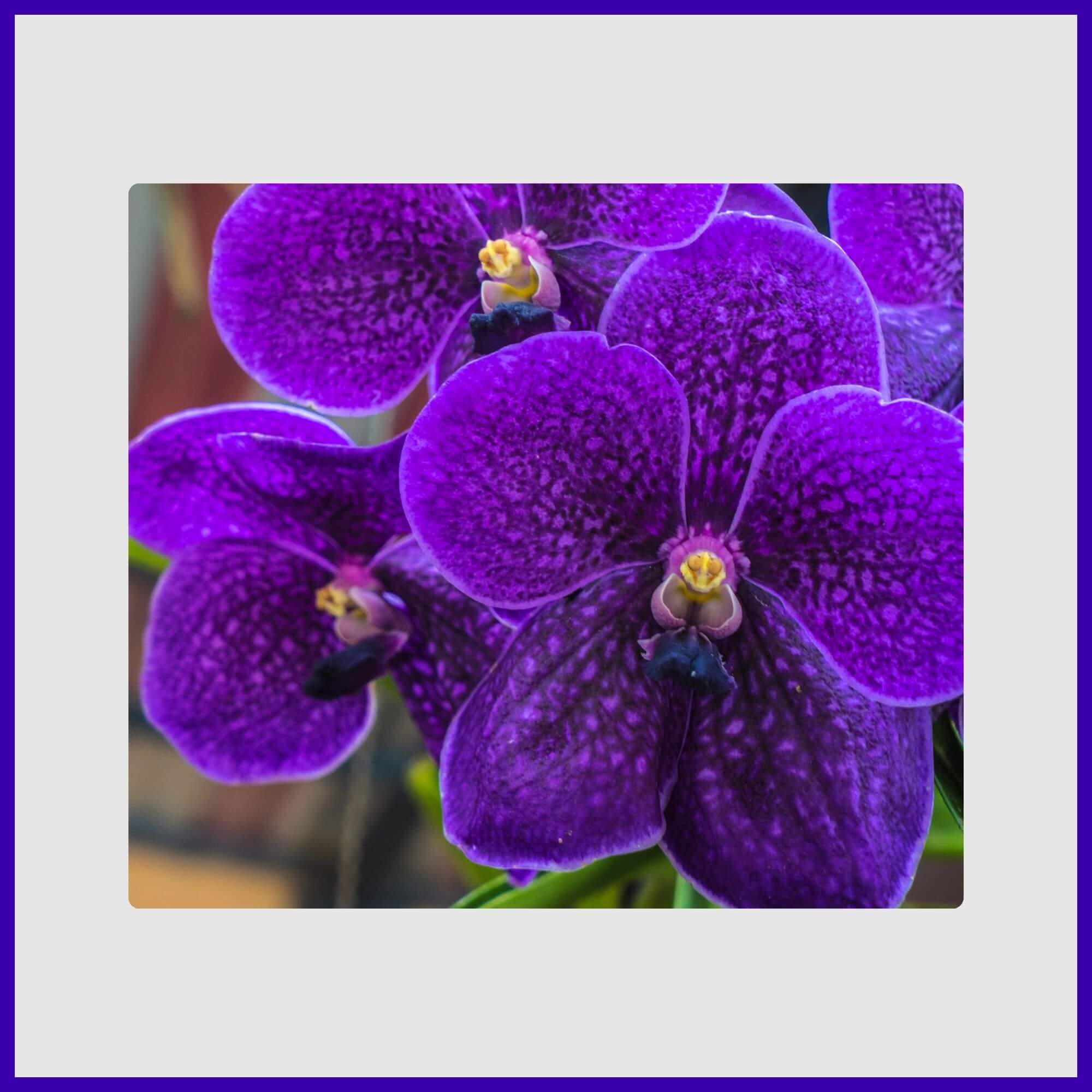 Elegant purple moth orchid in an indoor pot