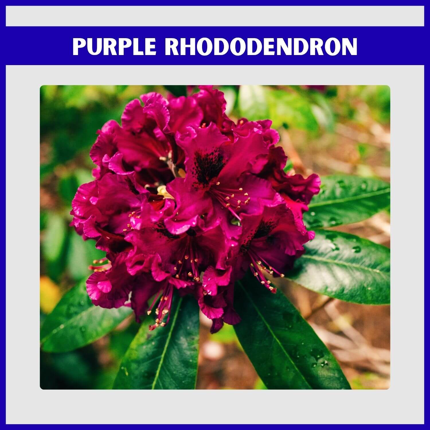 Rich purple flowers with dark markings on a 'Purple Splendour' Rhododendron