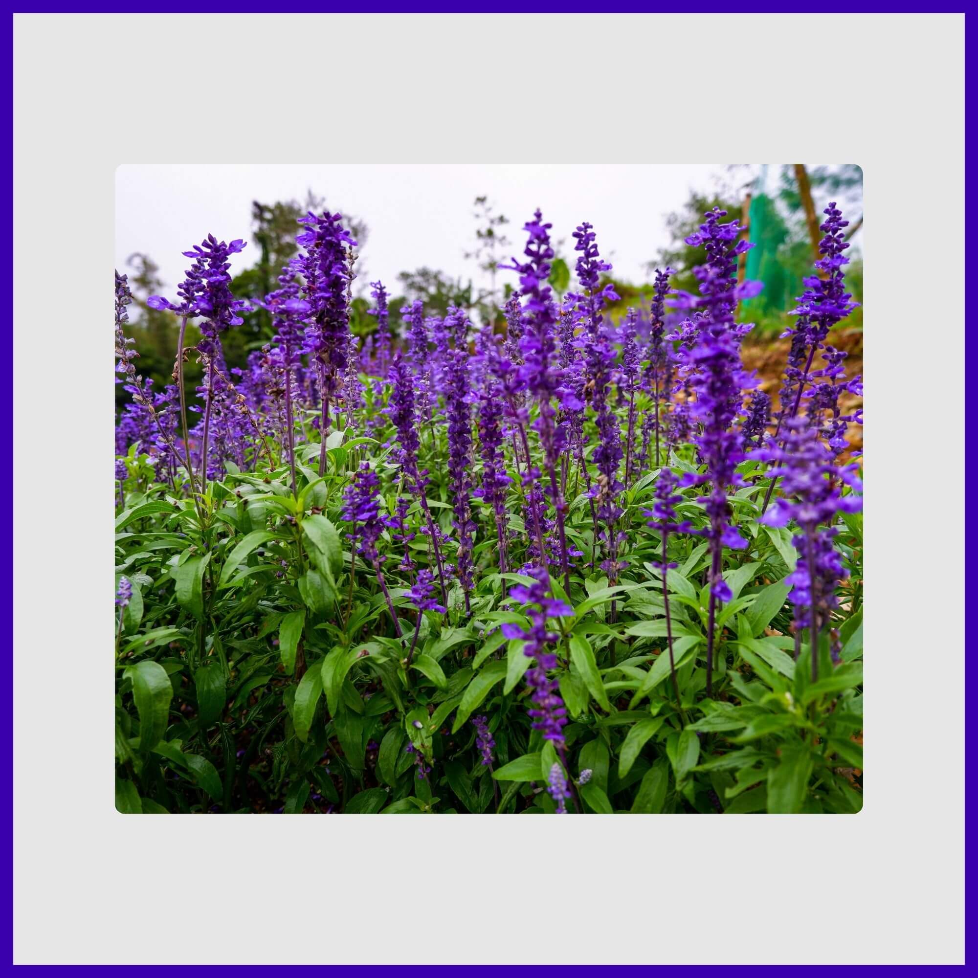 Tall spikes of purple salvia in full sun