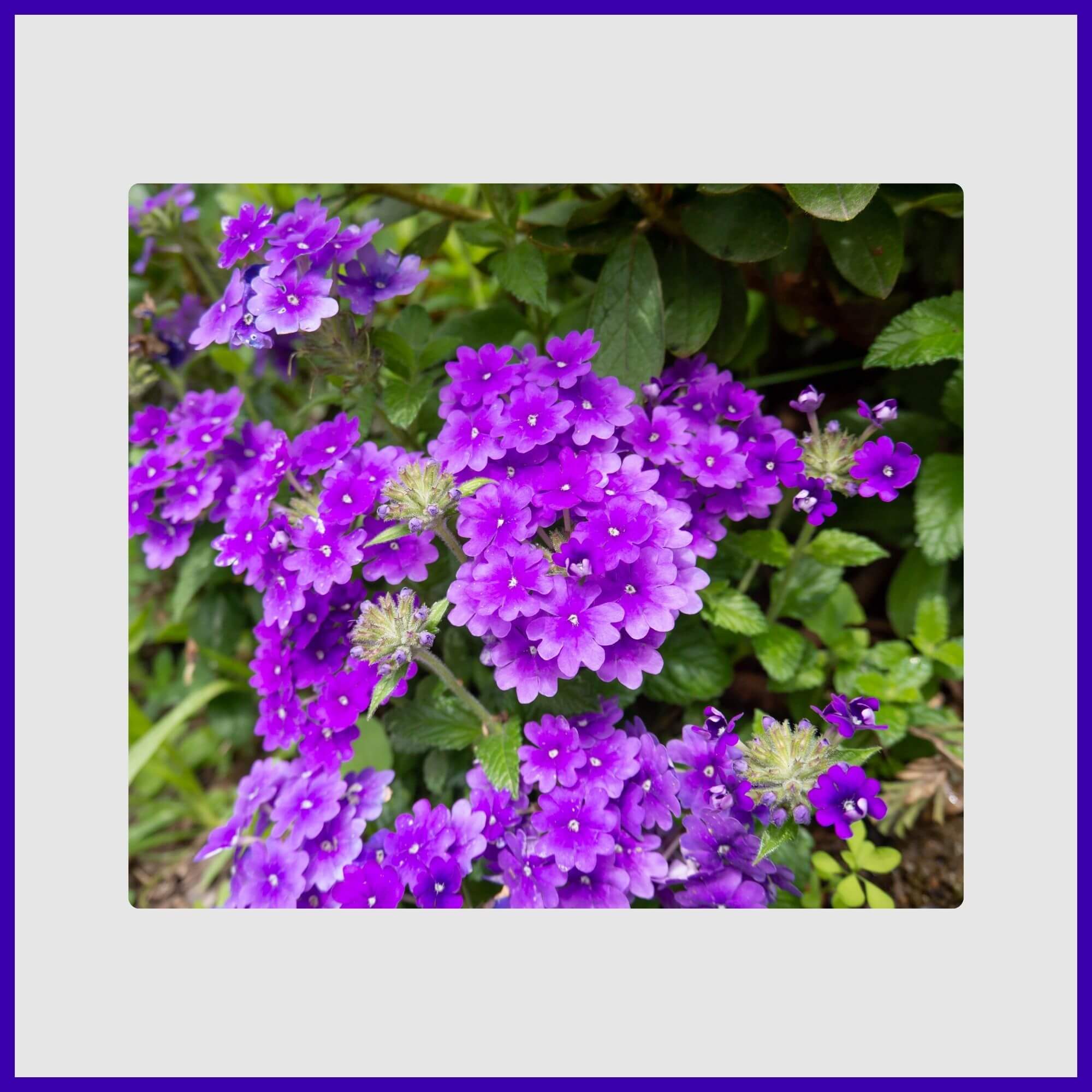 Cluster of purple verbena flowers