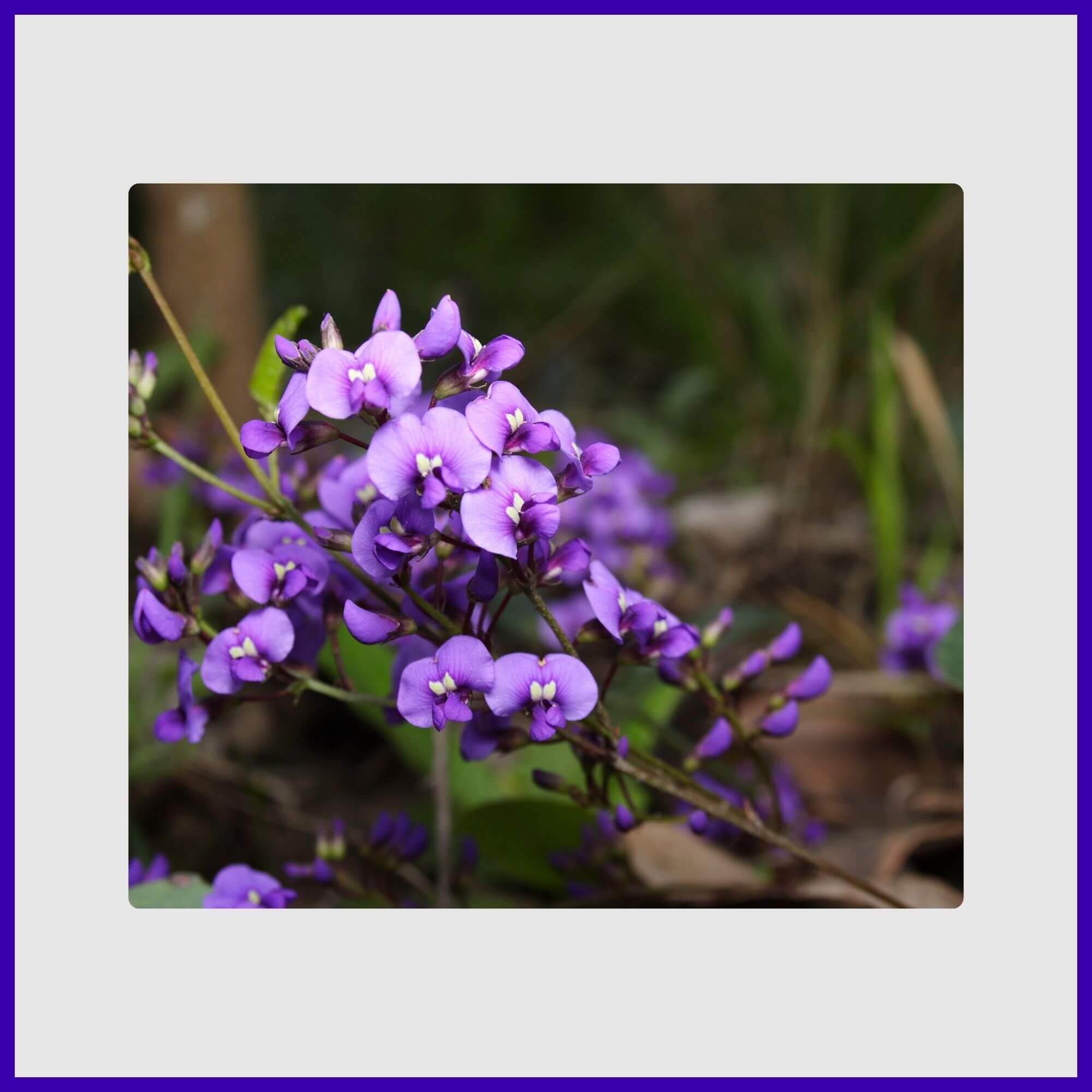 Long, drooping clusters of fragrant purple wisteria