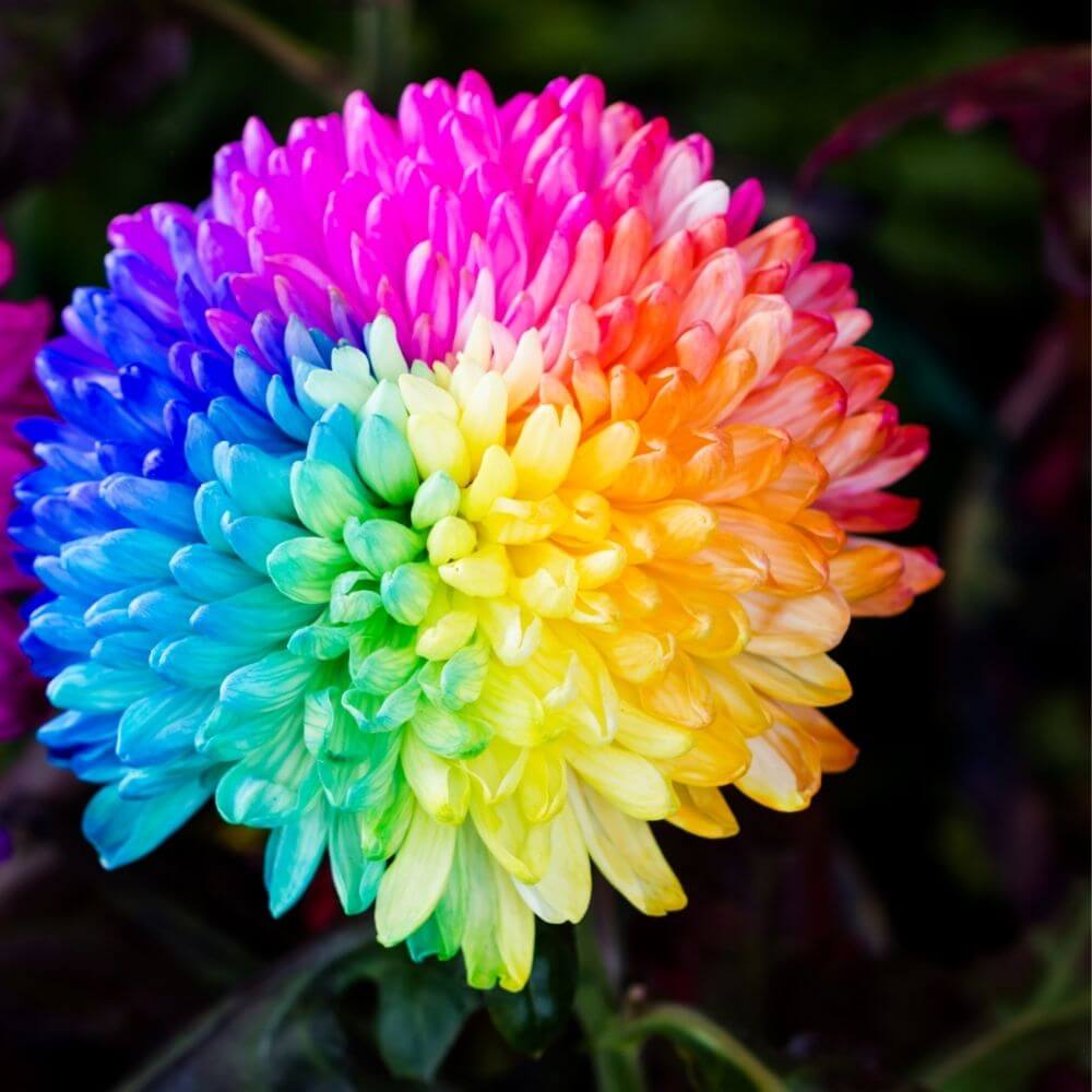 Long-lasting rainbow chrysanthemum blooms